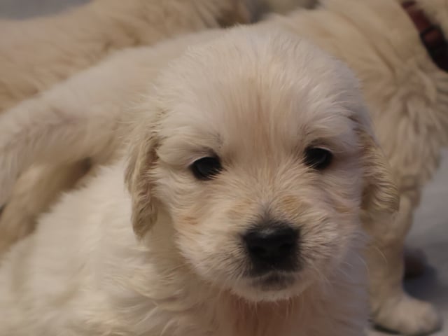 Golden retriever