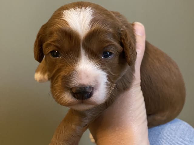 Cavapoo
