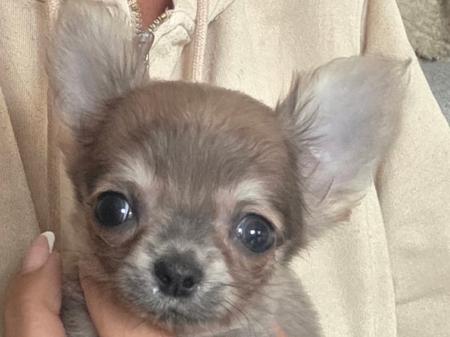 Chihuahua