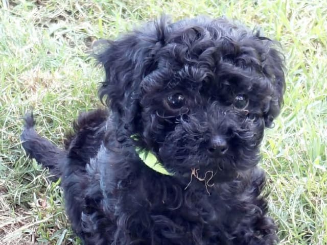 Cavapoo