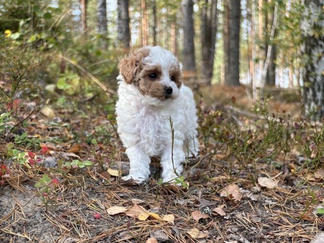 Cavapoo