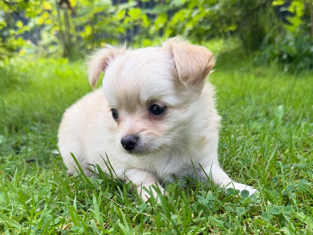 Chihuahua