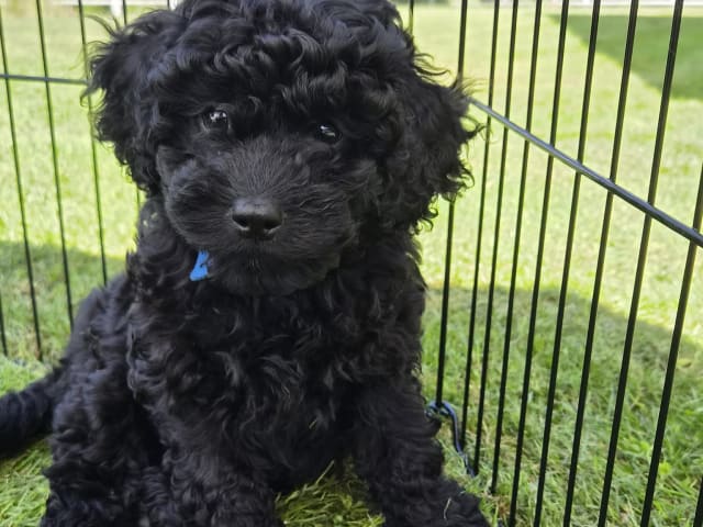 Cavapoo