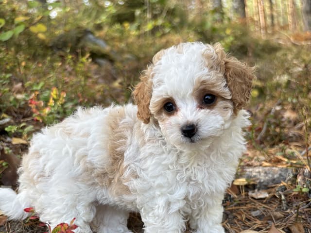 Cavapoo