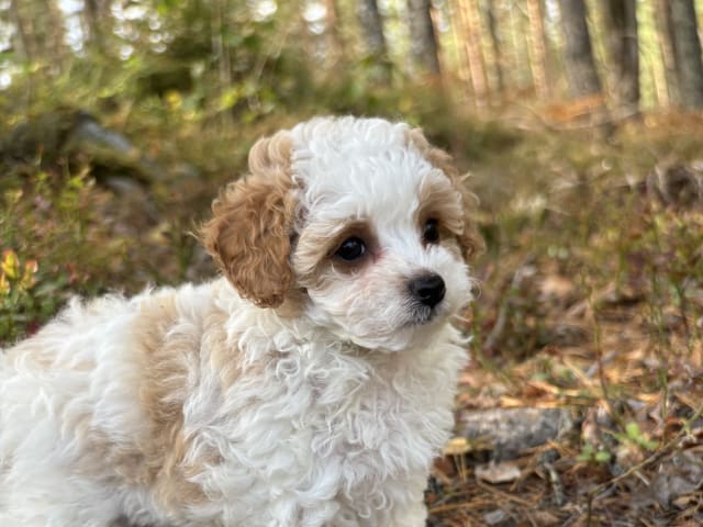 Cavapoo