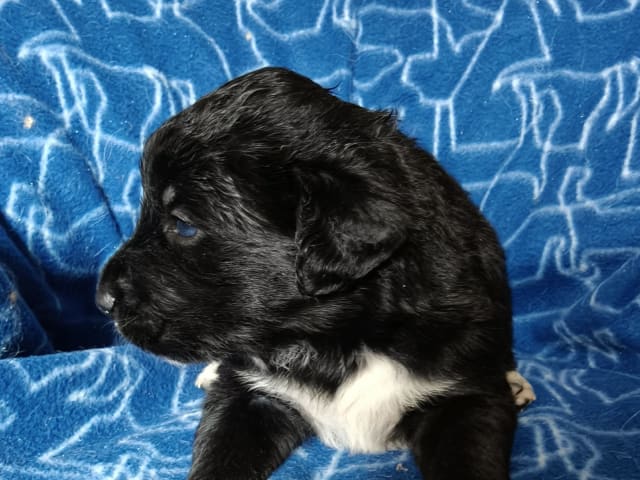 Puppy: Saga