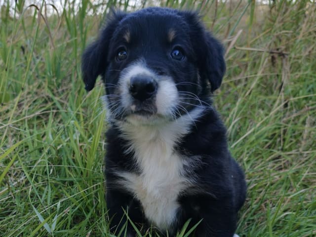 Puppy: Storm