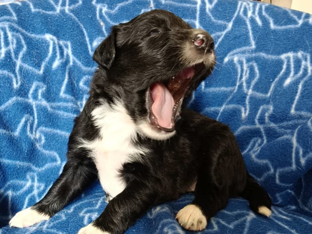 Puppy: Sally