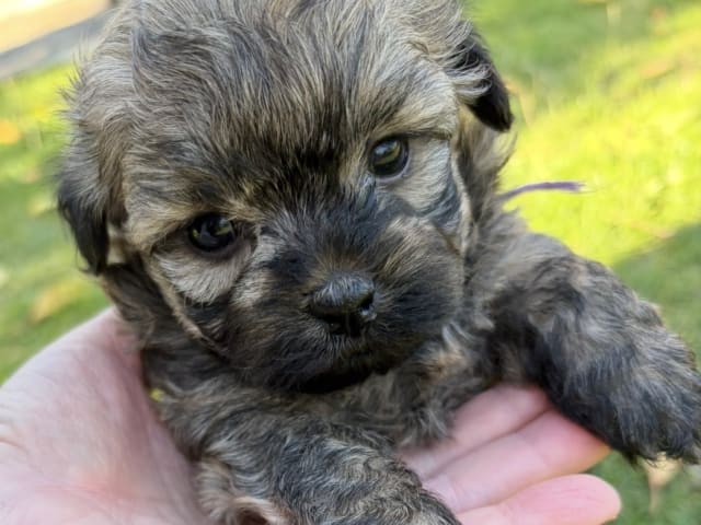 Puppy: Prinsessan Sally