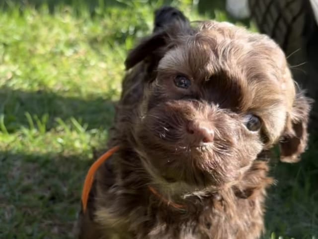 Puppy: Käre Freddy