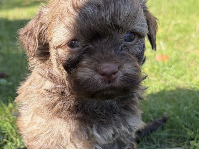 Puppy: Sköna Shaggy