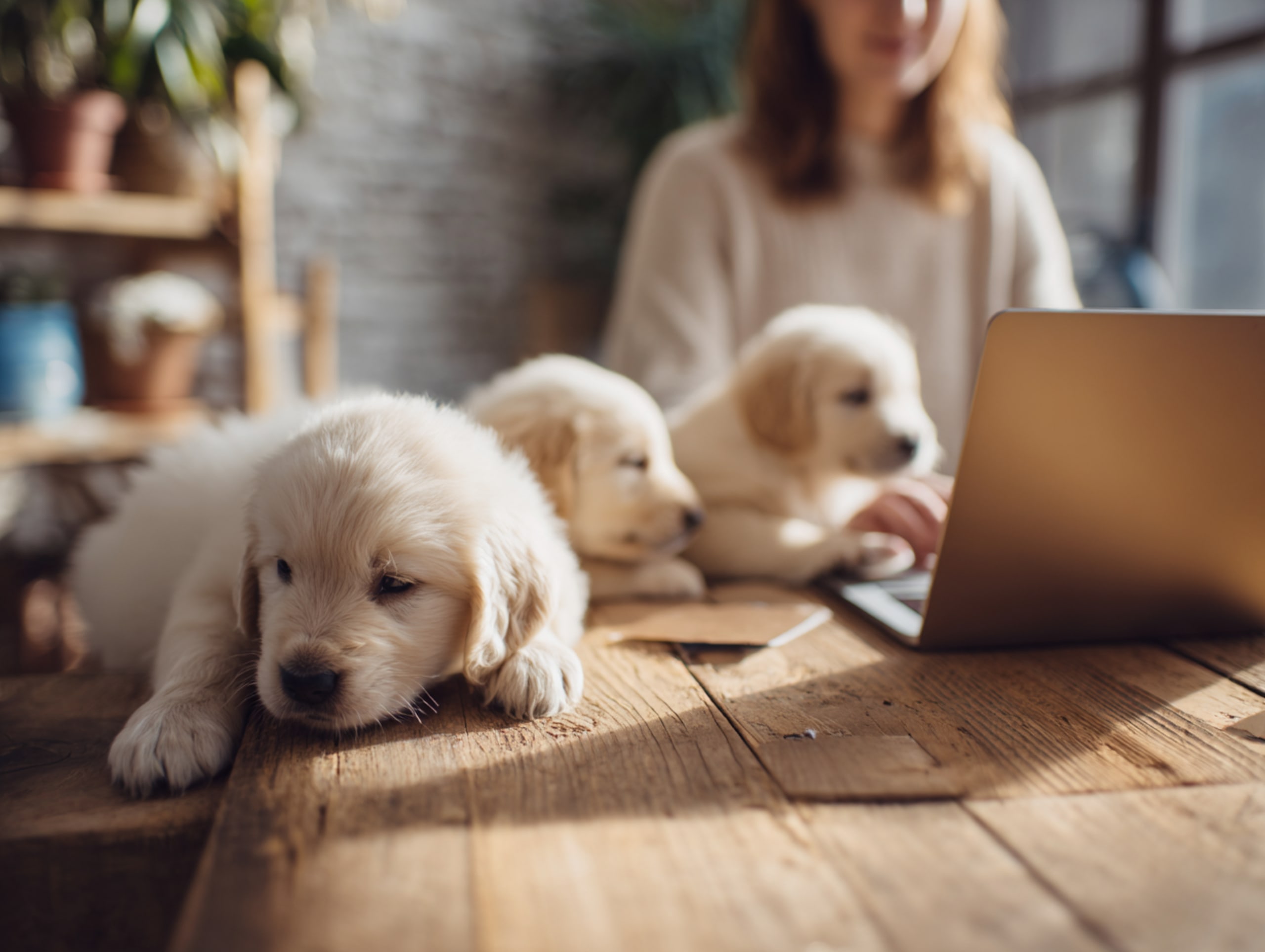 Valpar bredvid en Macbook