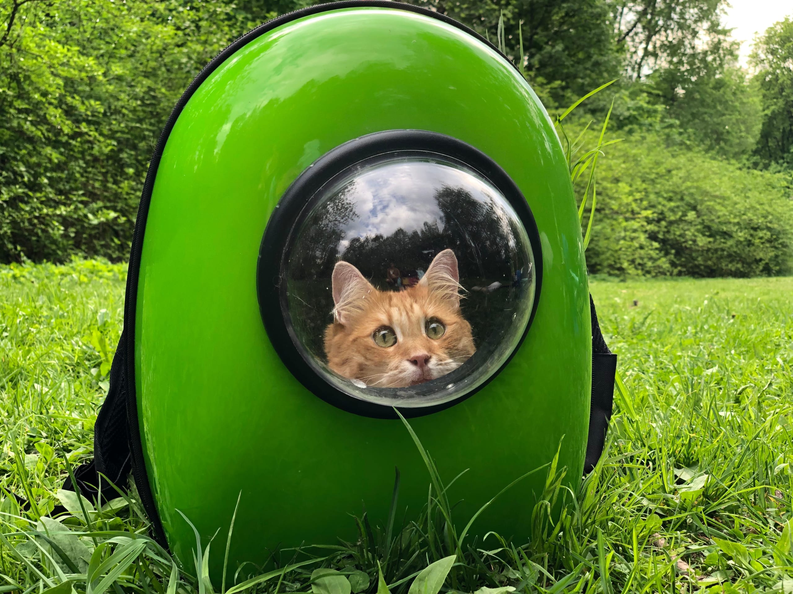 Kat i transportkasse før flytning til nyt hjem