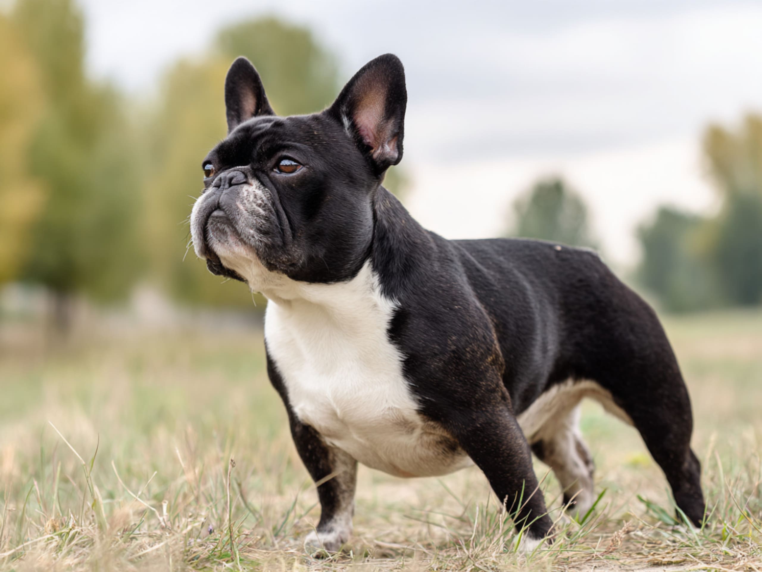 Fransk bulldog