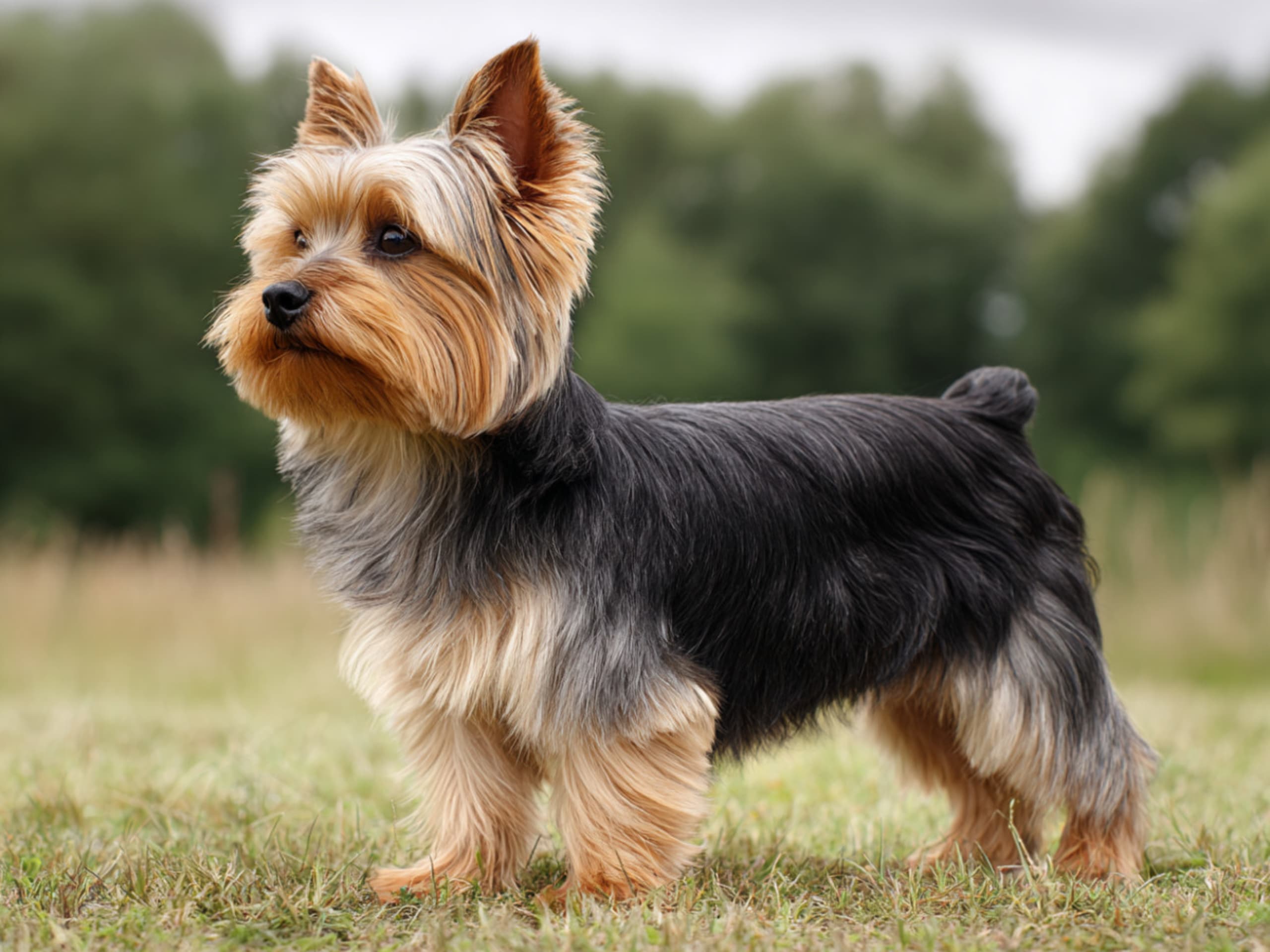 Yorkshire terrier