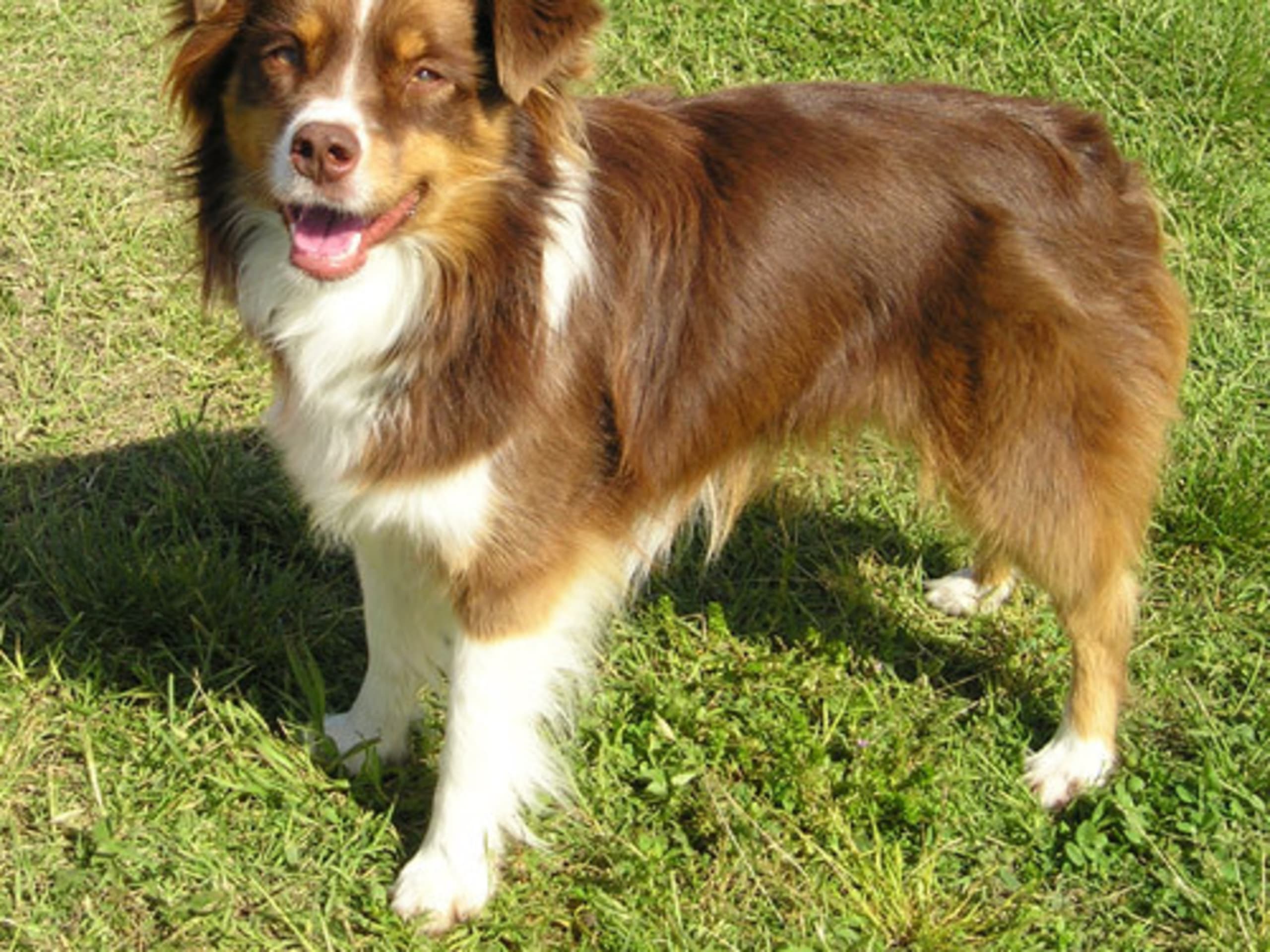 Miniature american shepherd