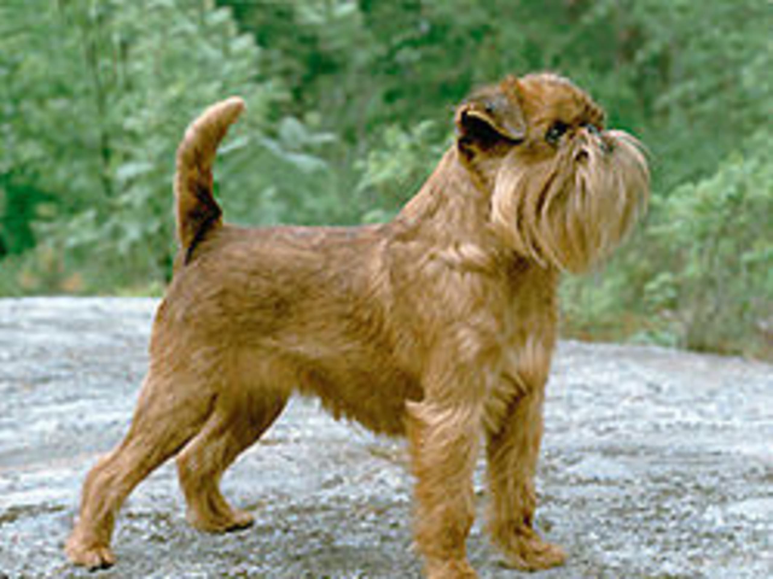 Brussels Griffon