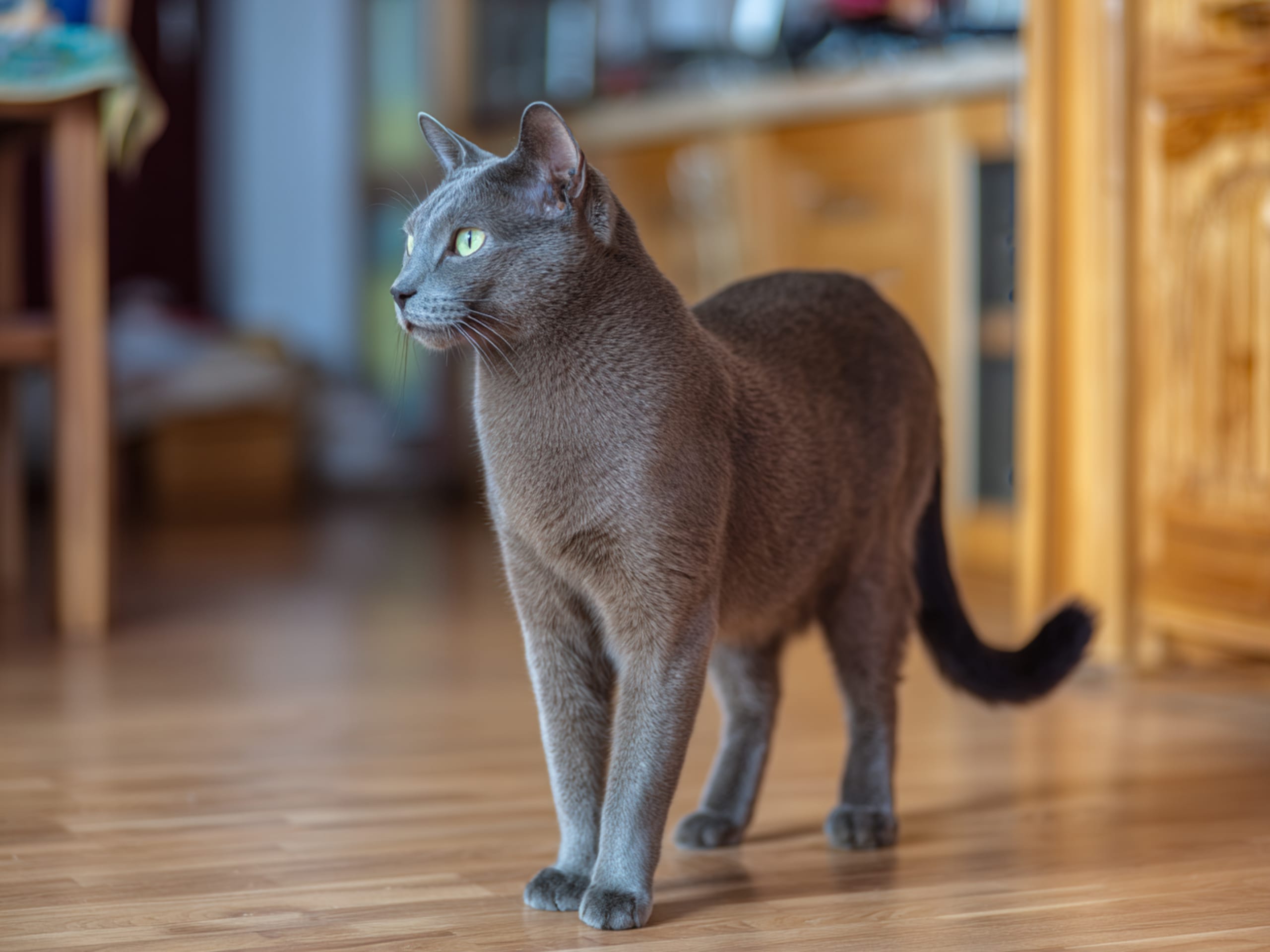 Korat