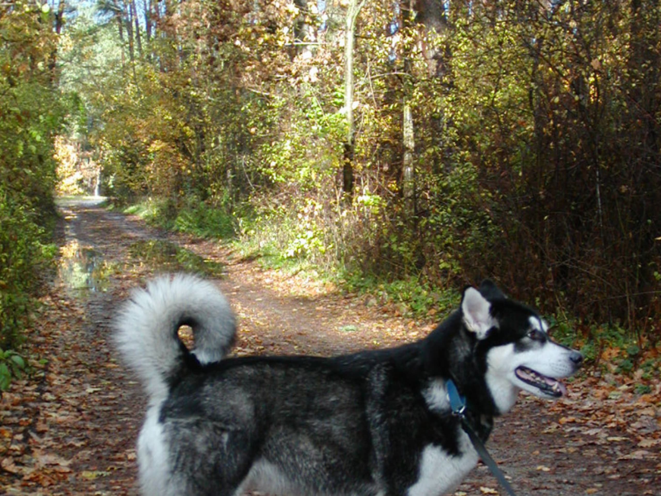 Alaskan Malamute