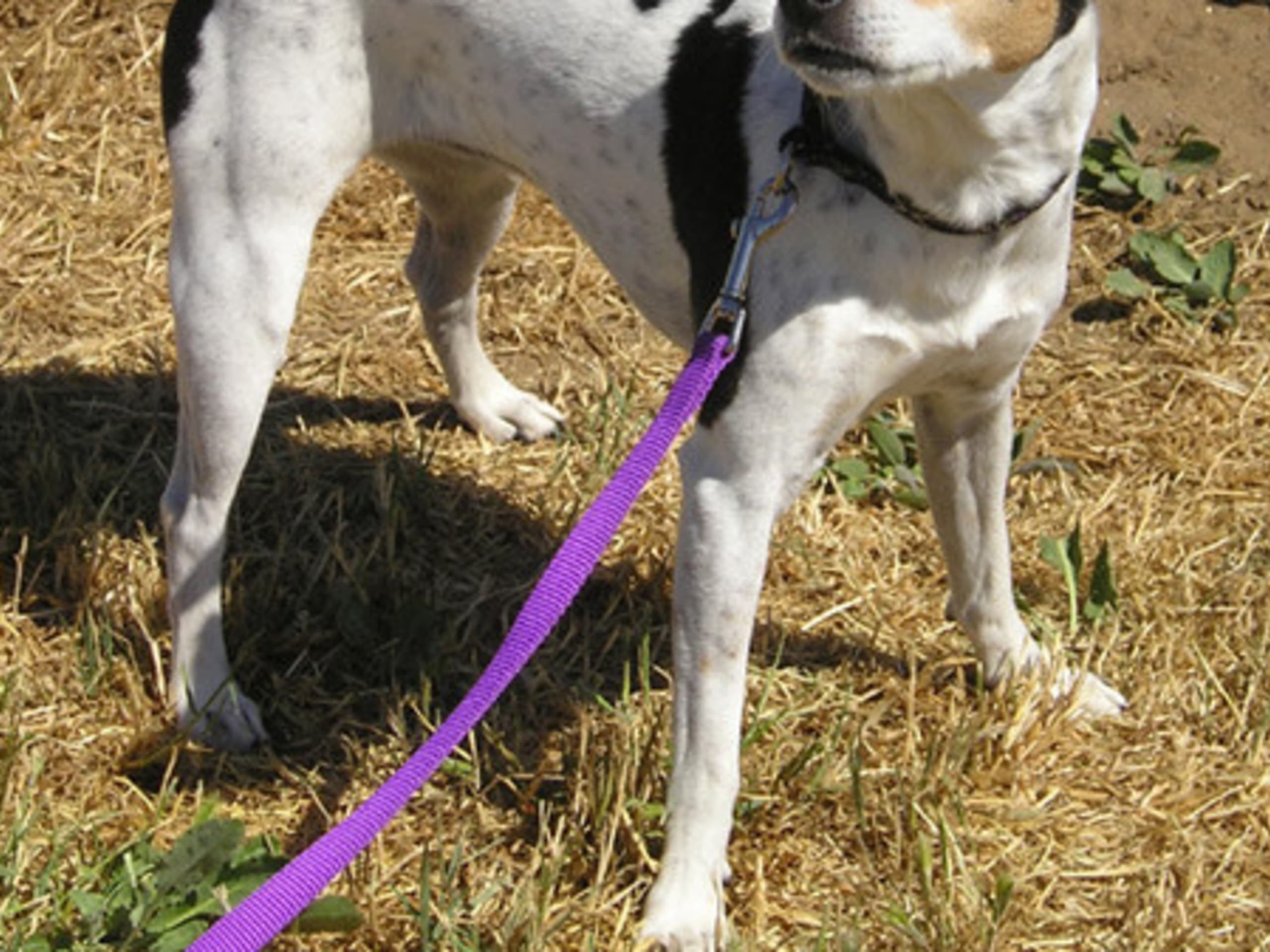 Rat terrier