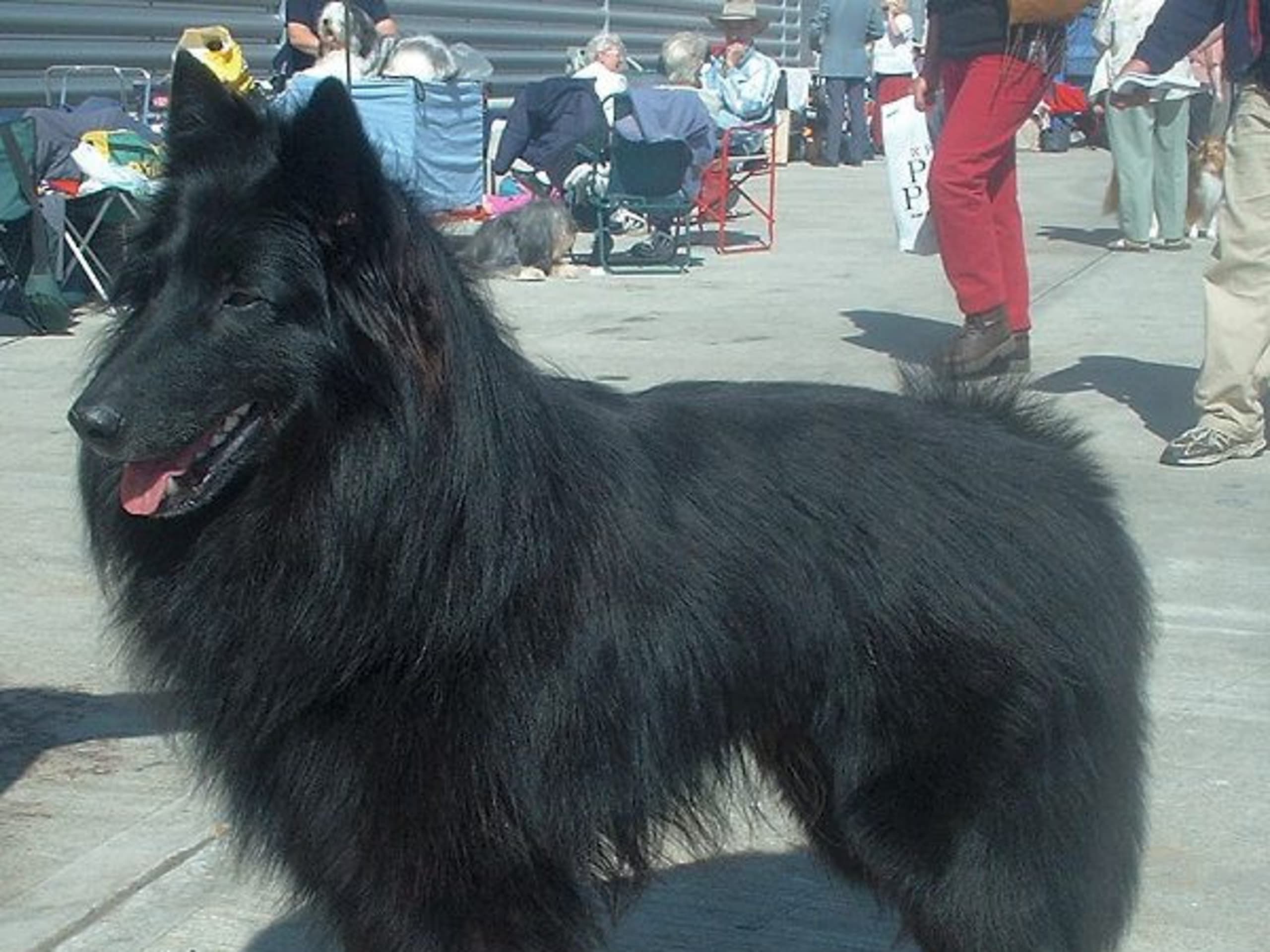 Belgian Shepherd Groenendael