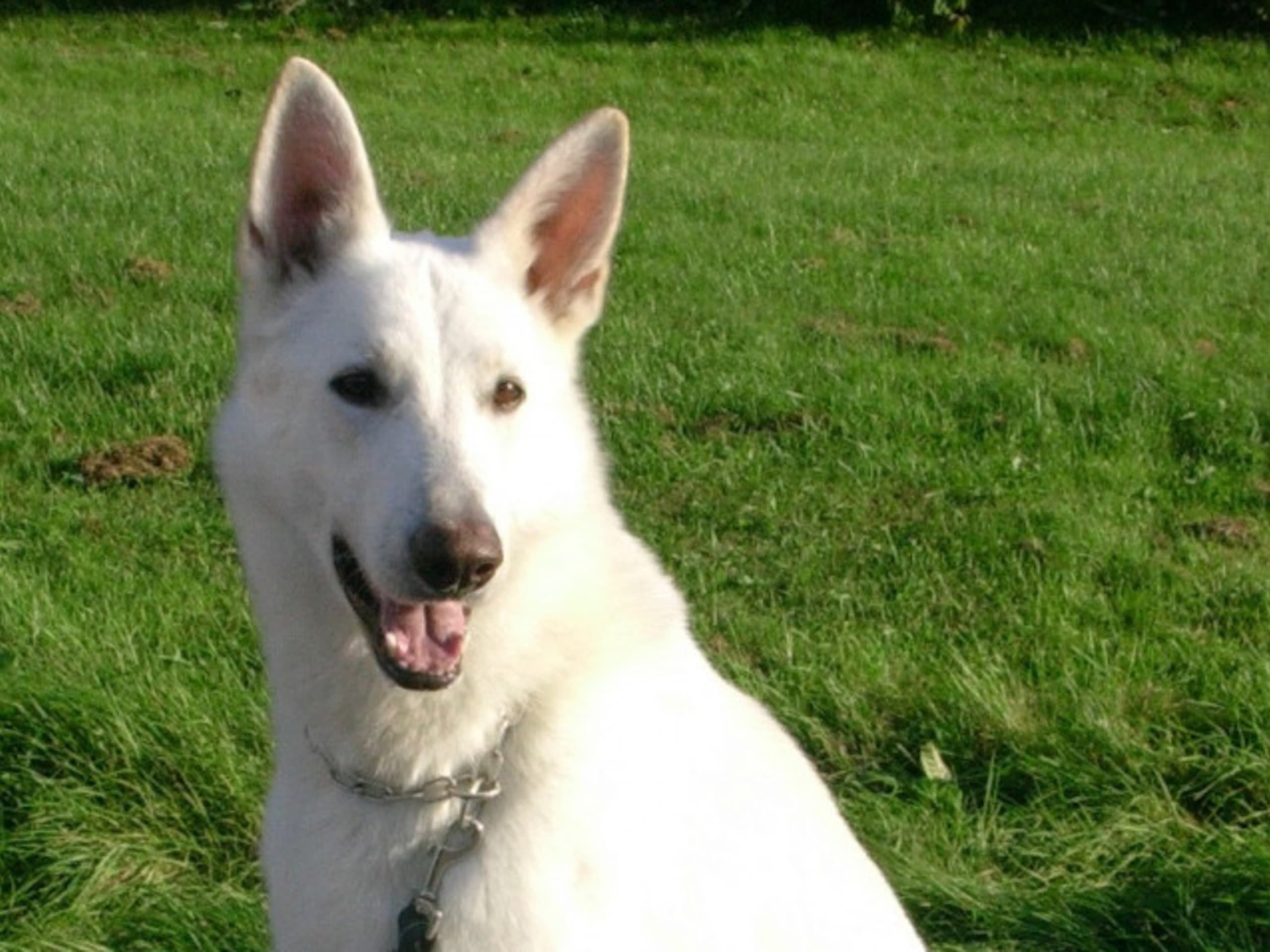 White Swiss Shepherd Dog