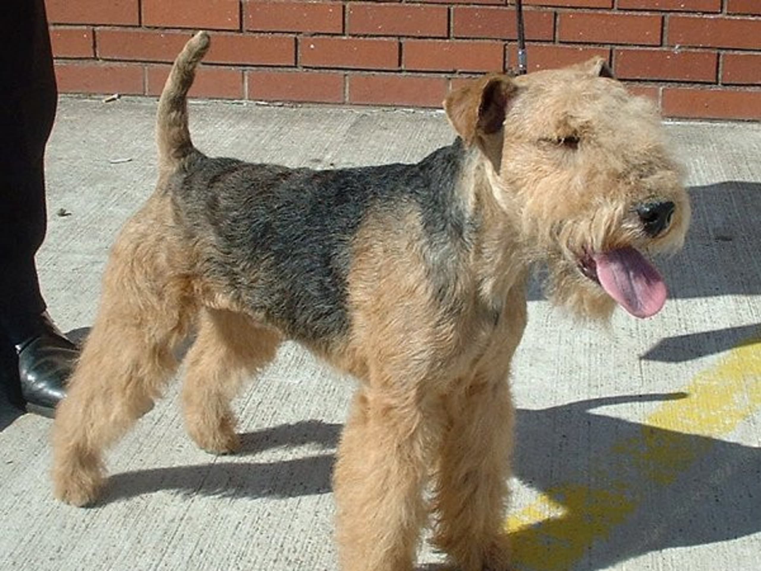 Lakeland terrier