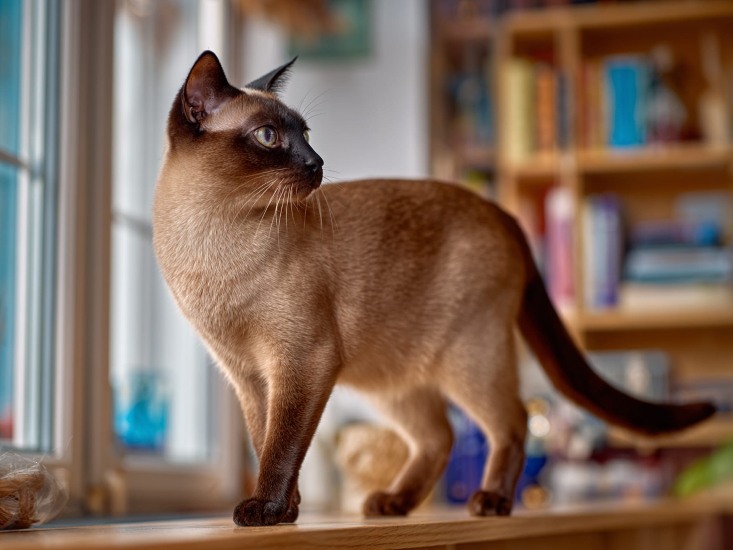 Burmese