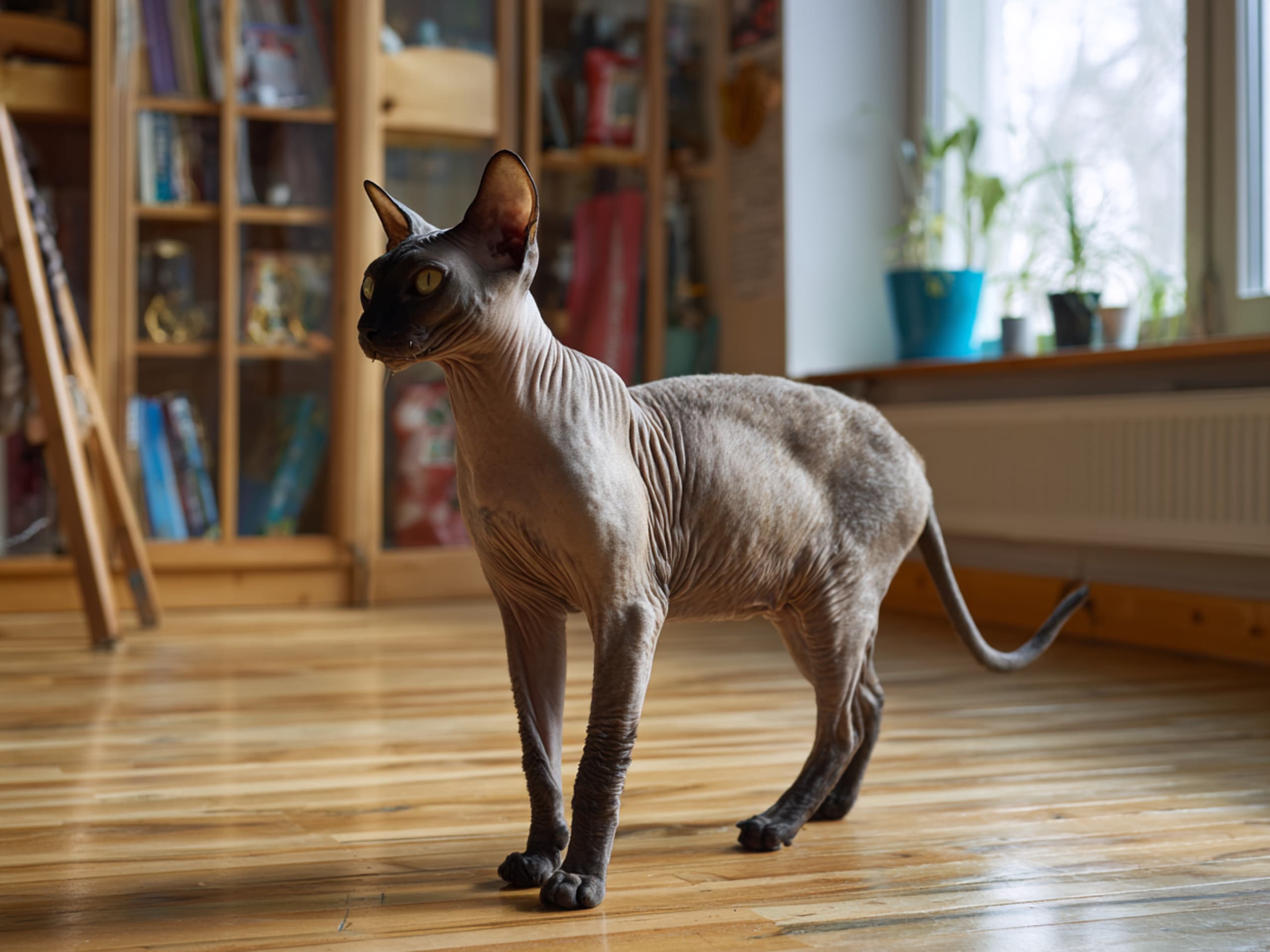 Sphynx