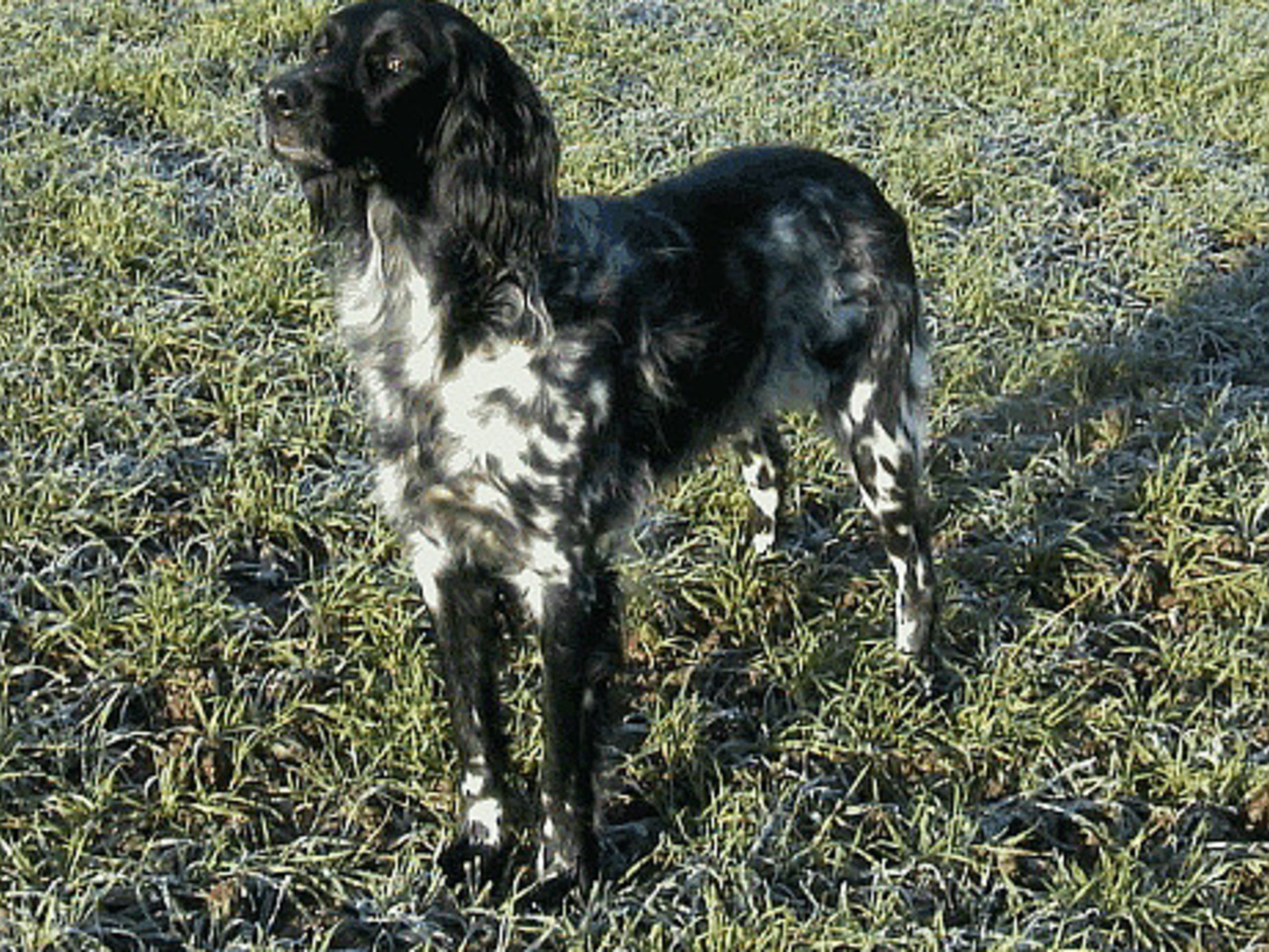 Large Münsterländer
