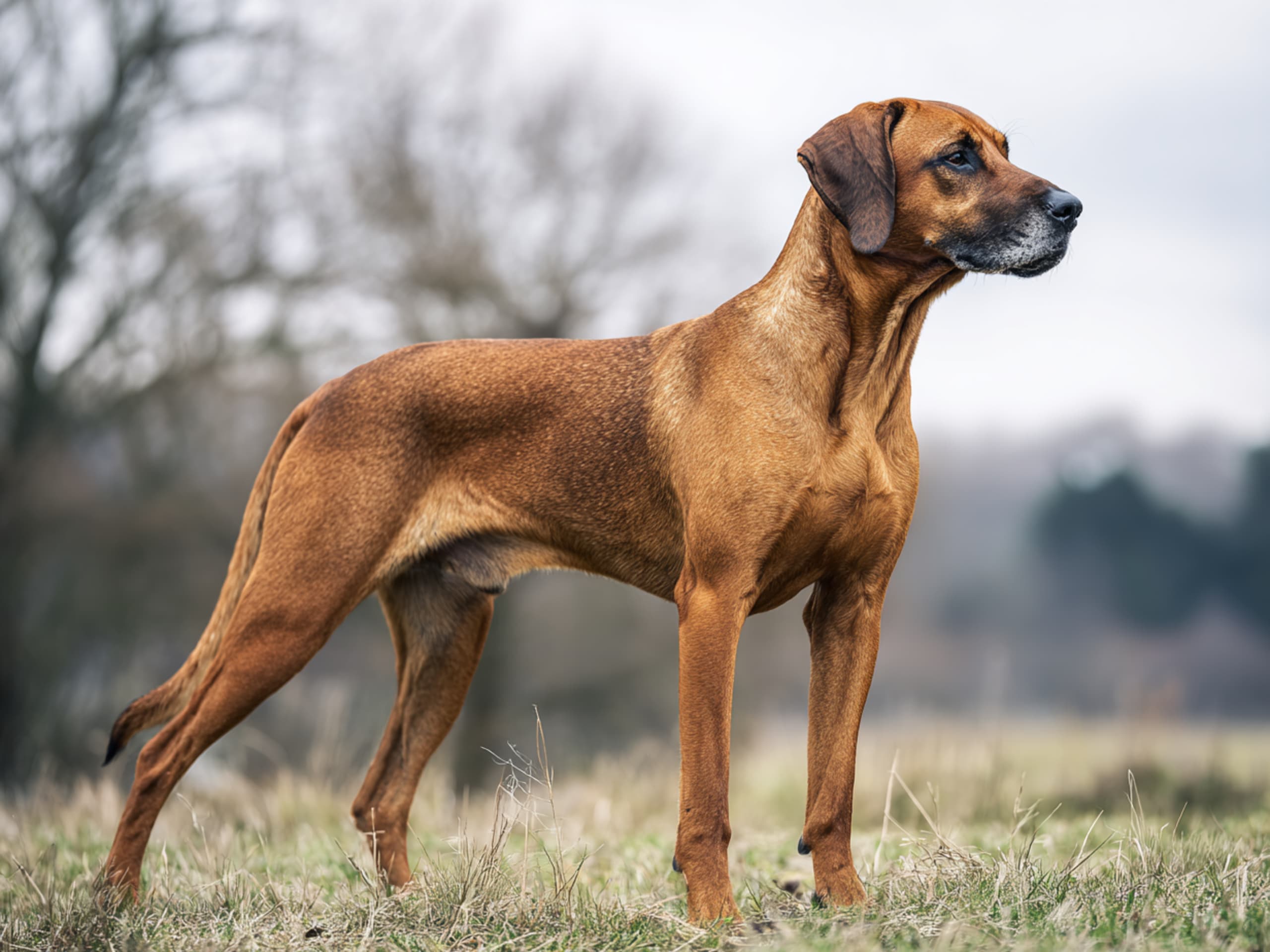 Bayersk vildtsporhund