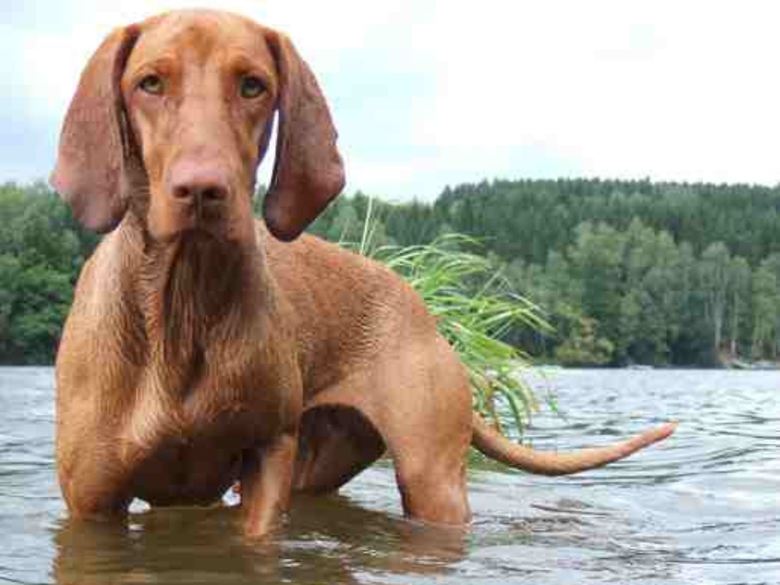 Ungarsk vizsla