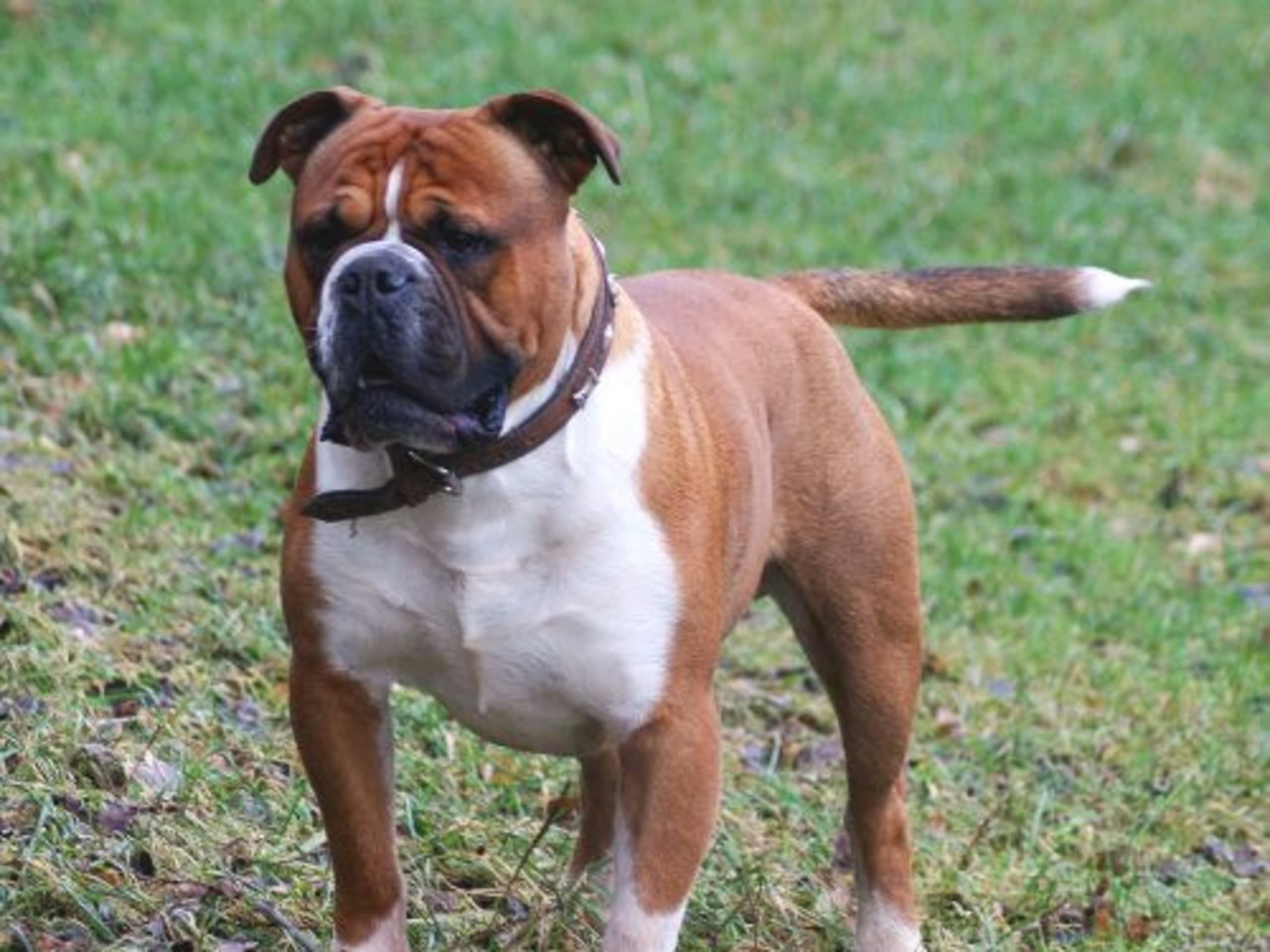 Olde english bulldogge