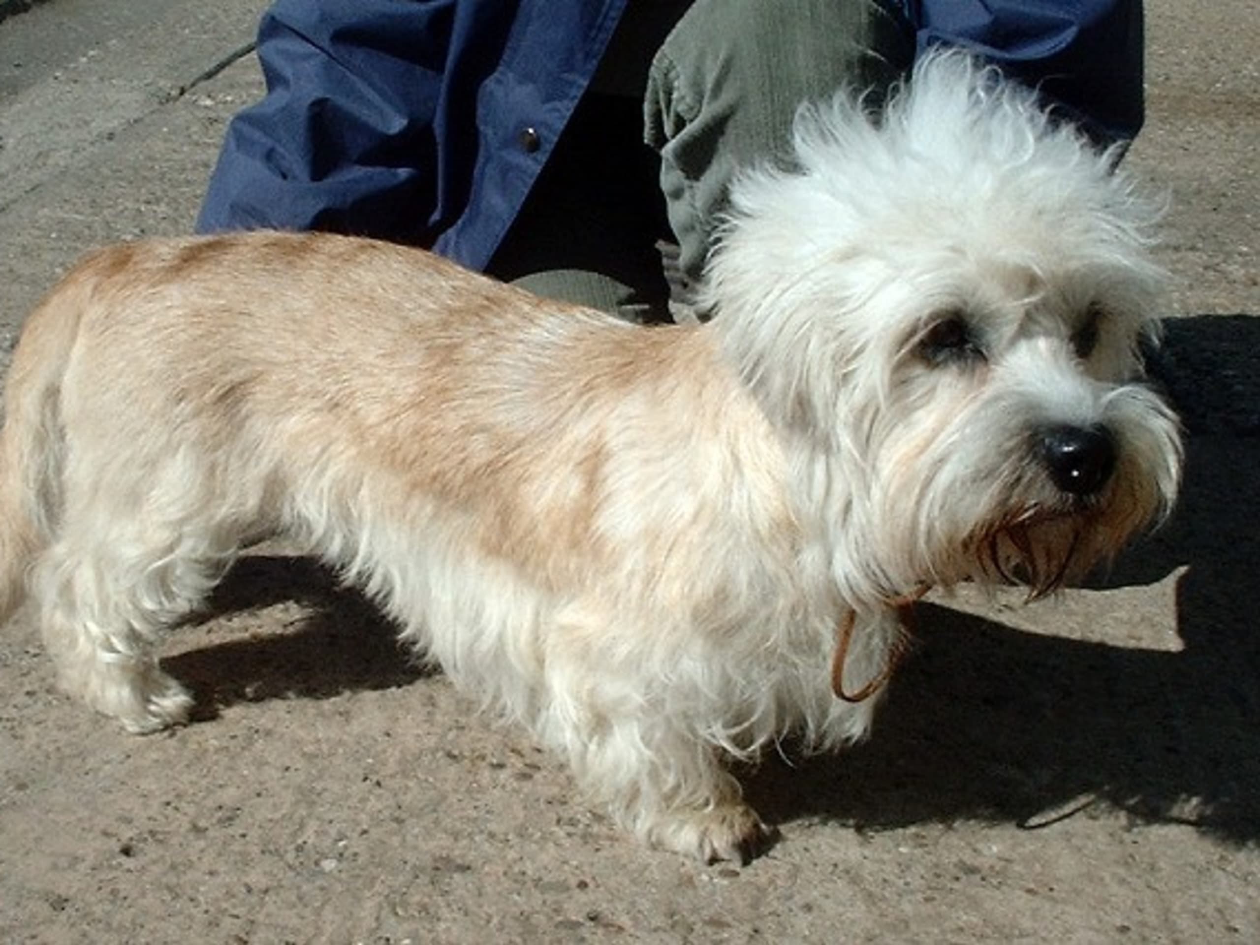 Dandie Dinmont terrier
