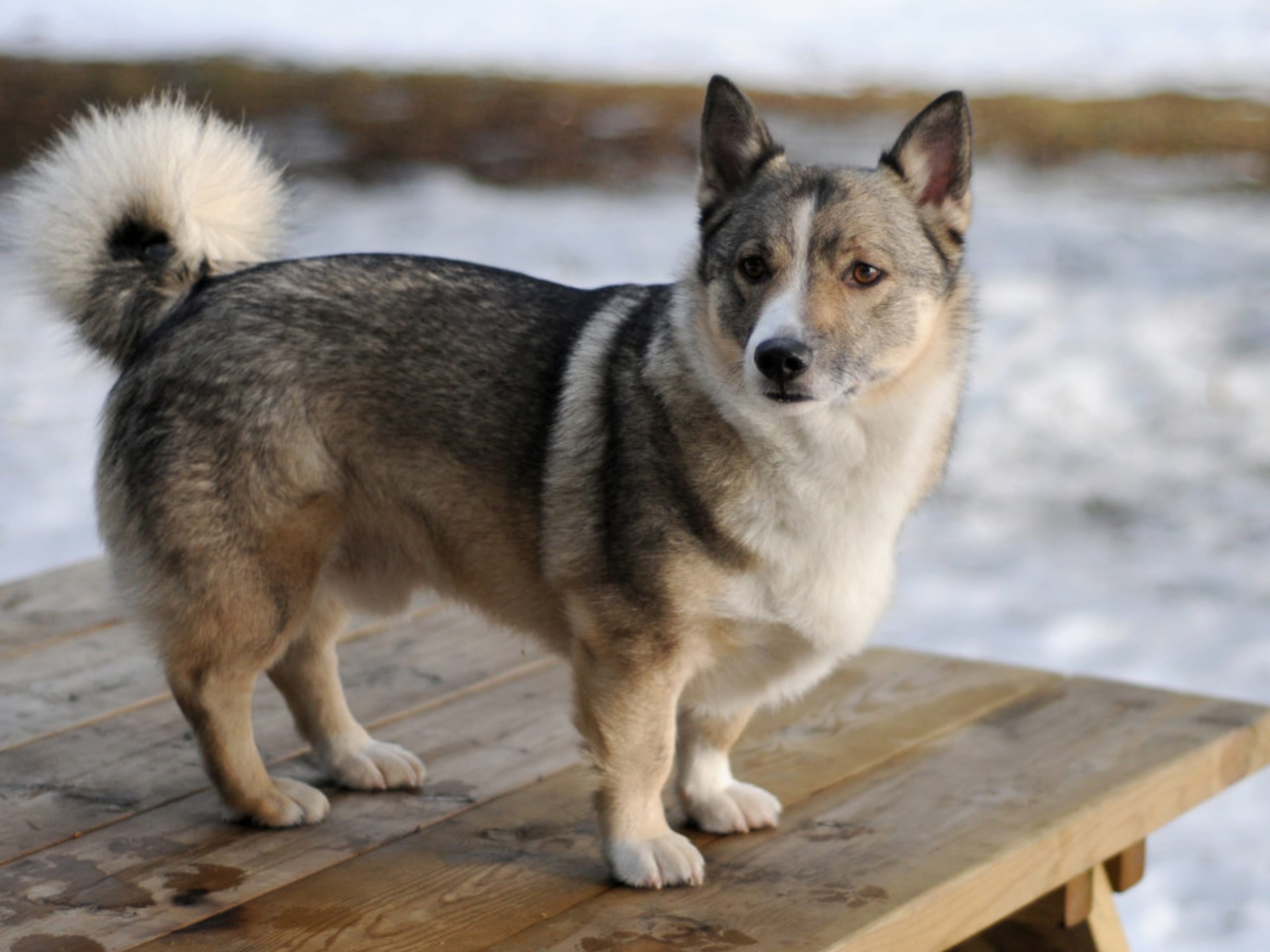 Västgötaspets