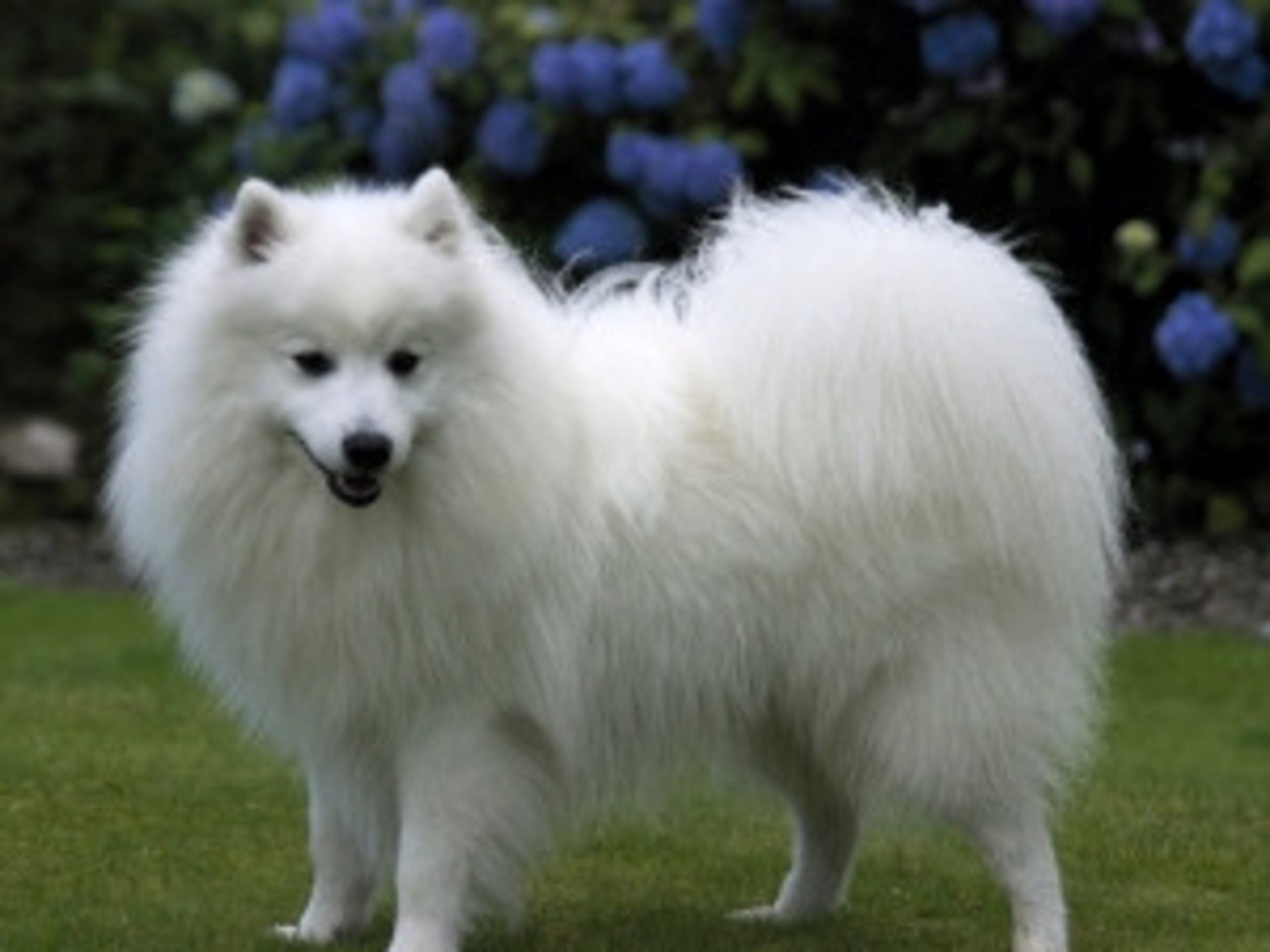 Japanese Spitz