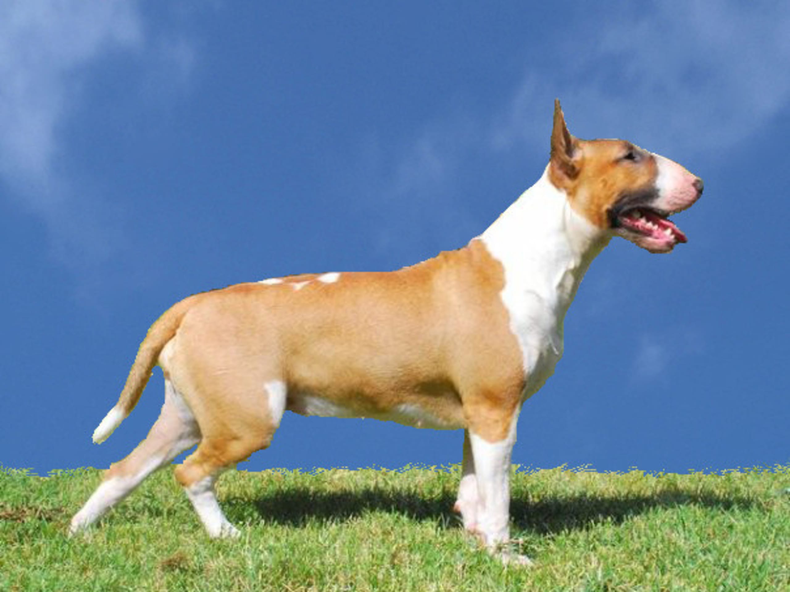 Bullterrier