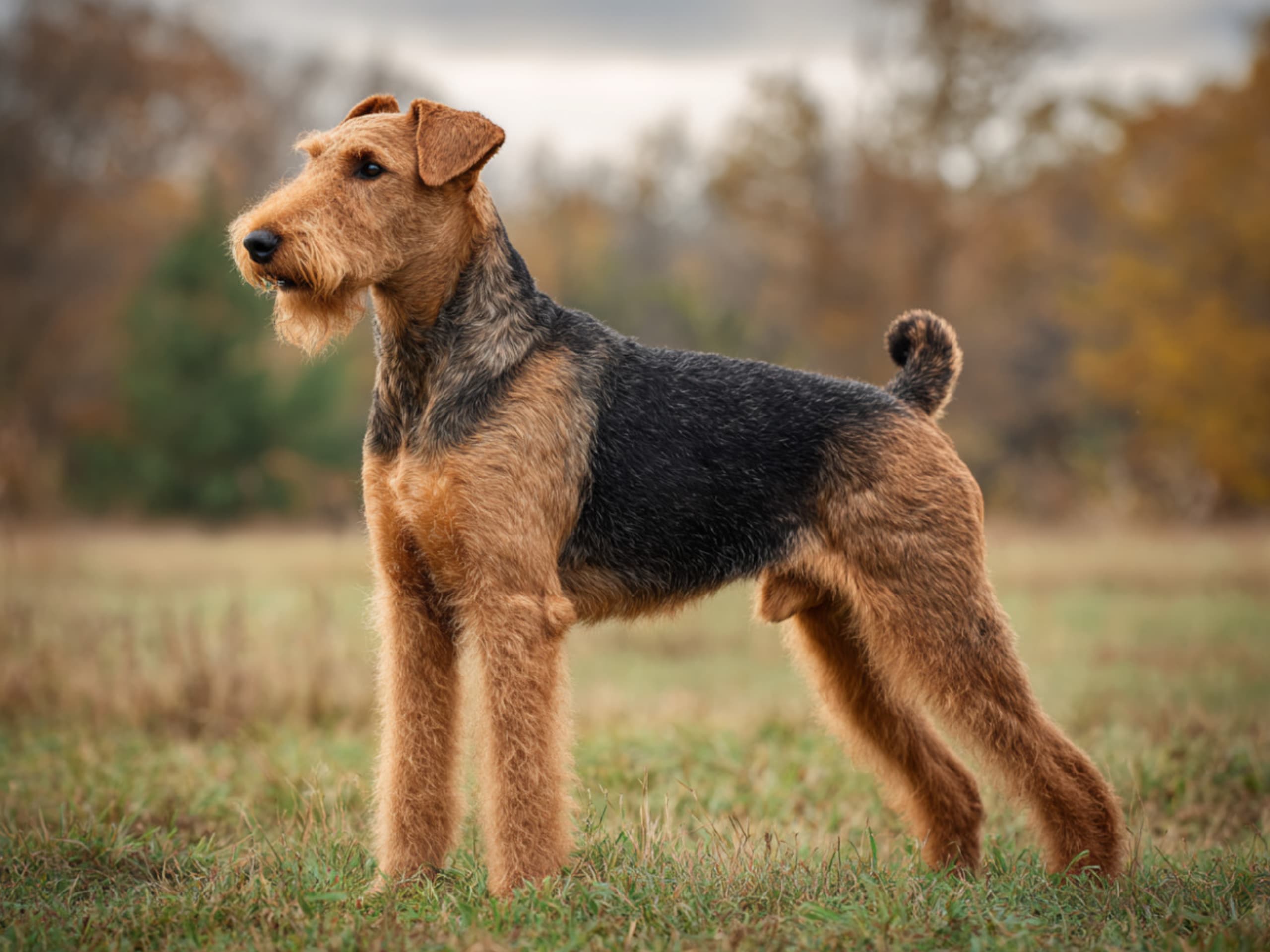 Airedaleterrier