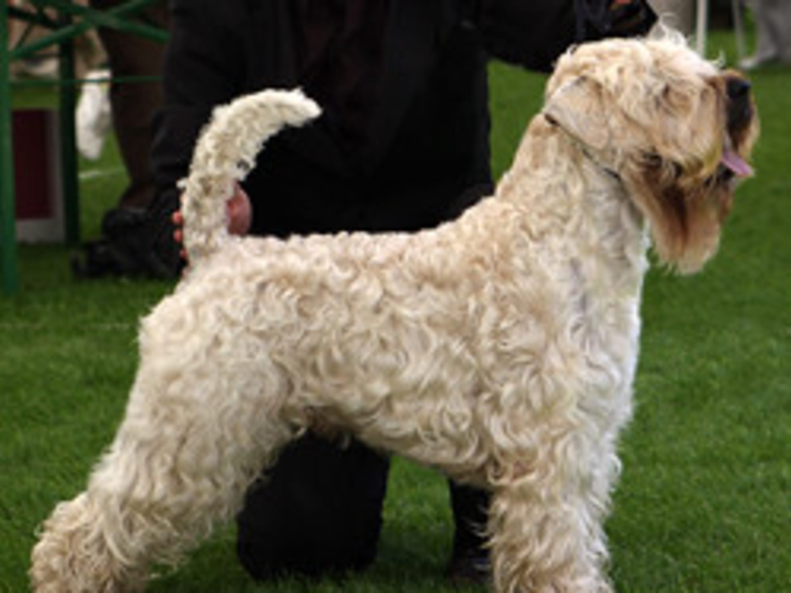 Irish Soft Coated Wheaten Terrier