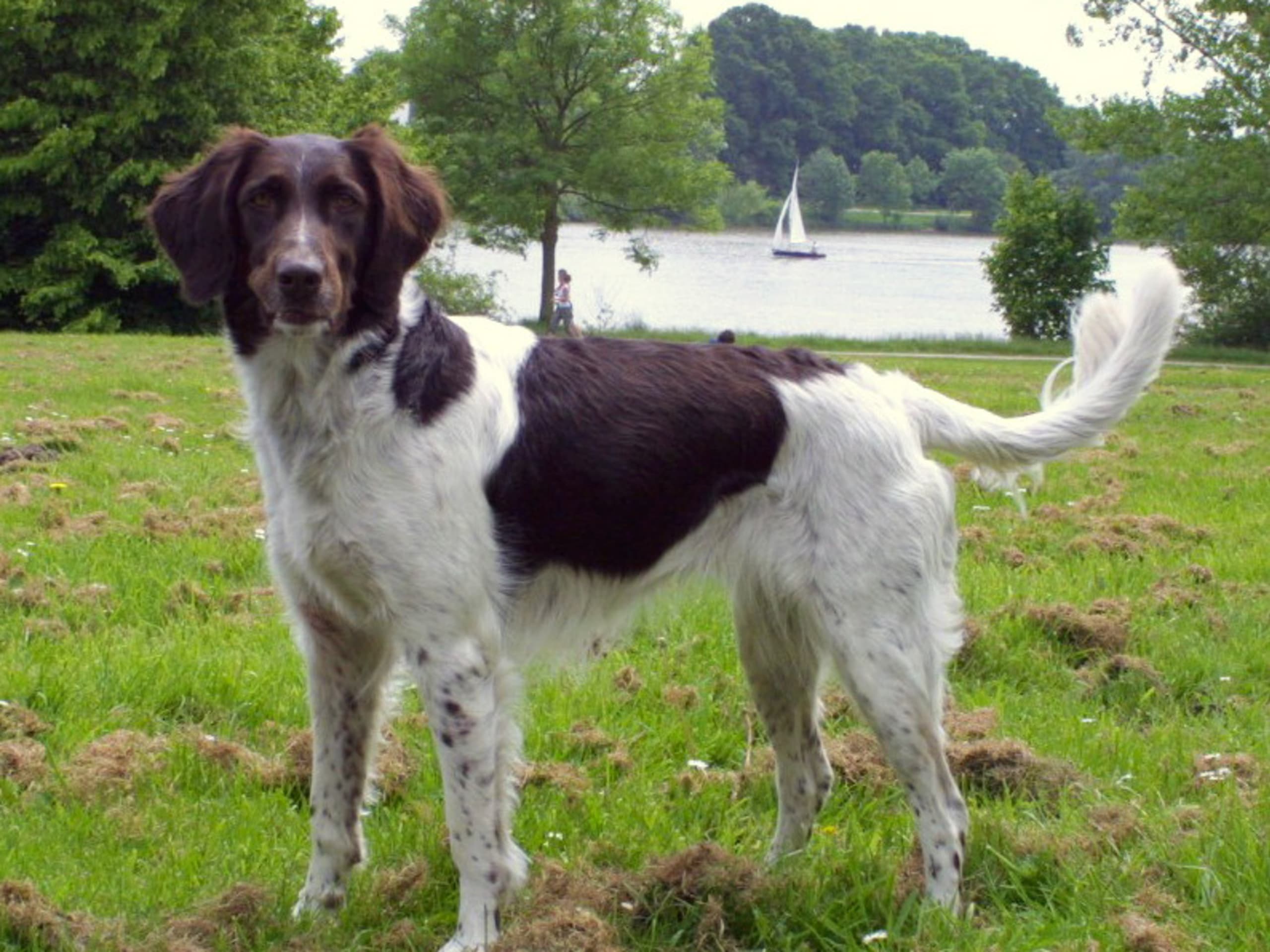 Kleiner Münsterländer