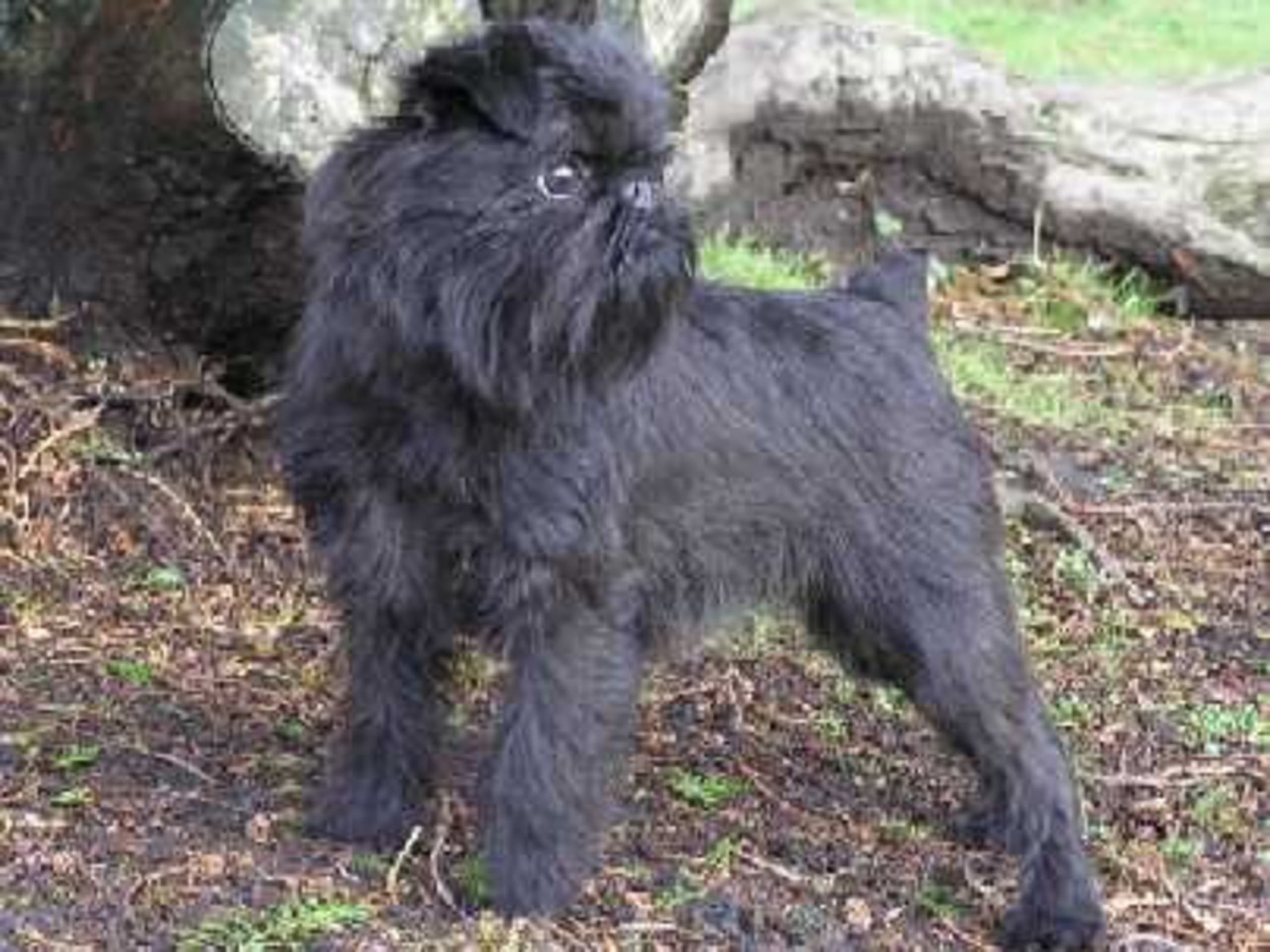 Griffon belge