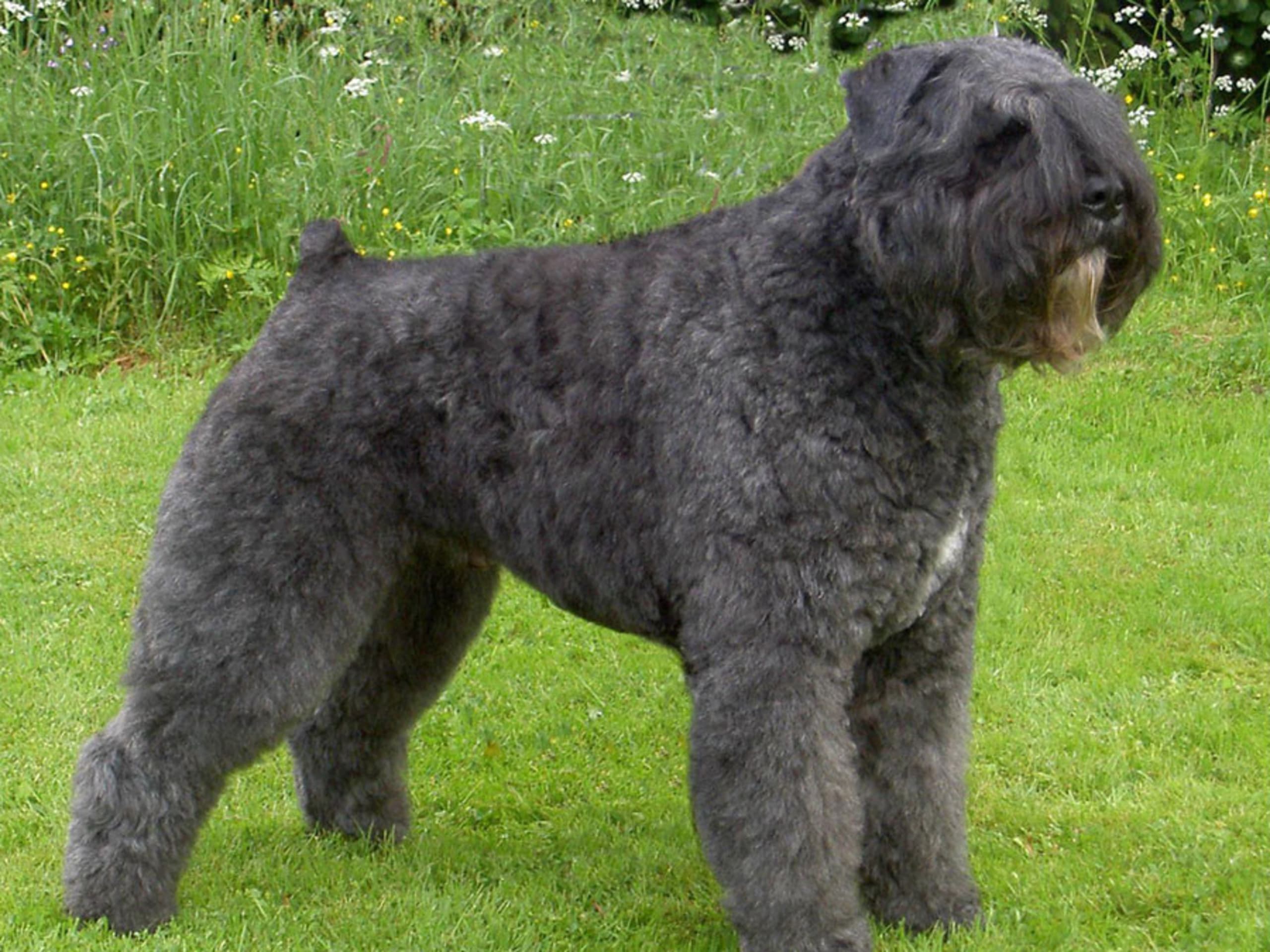 Bouvier des Flandres