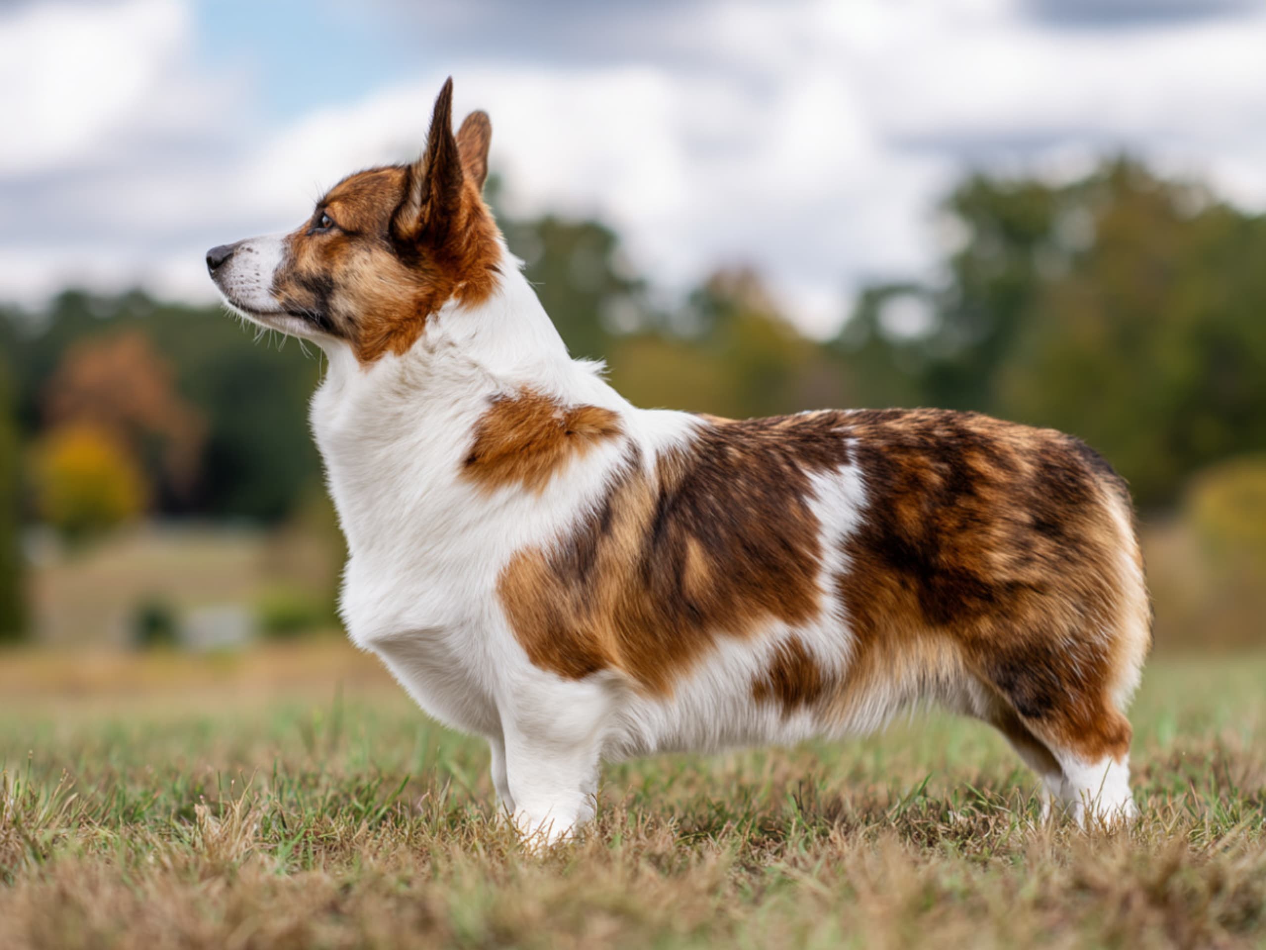 Welsh corgi cardigan