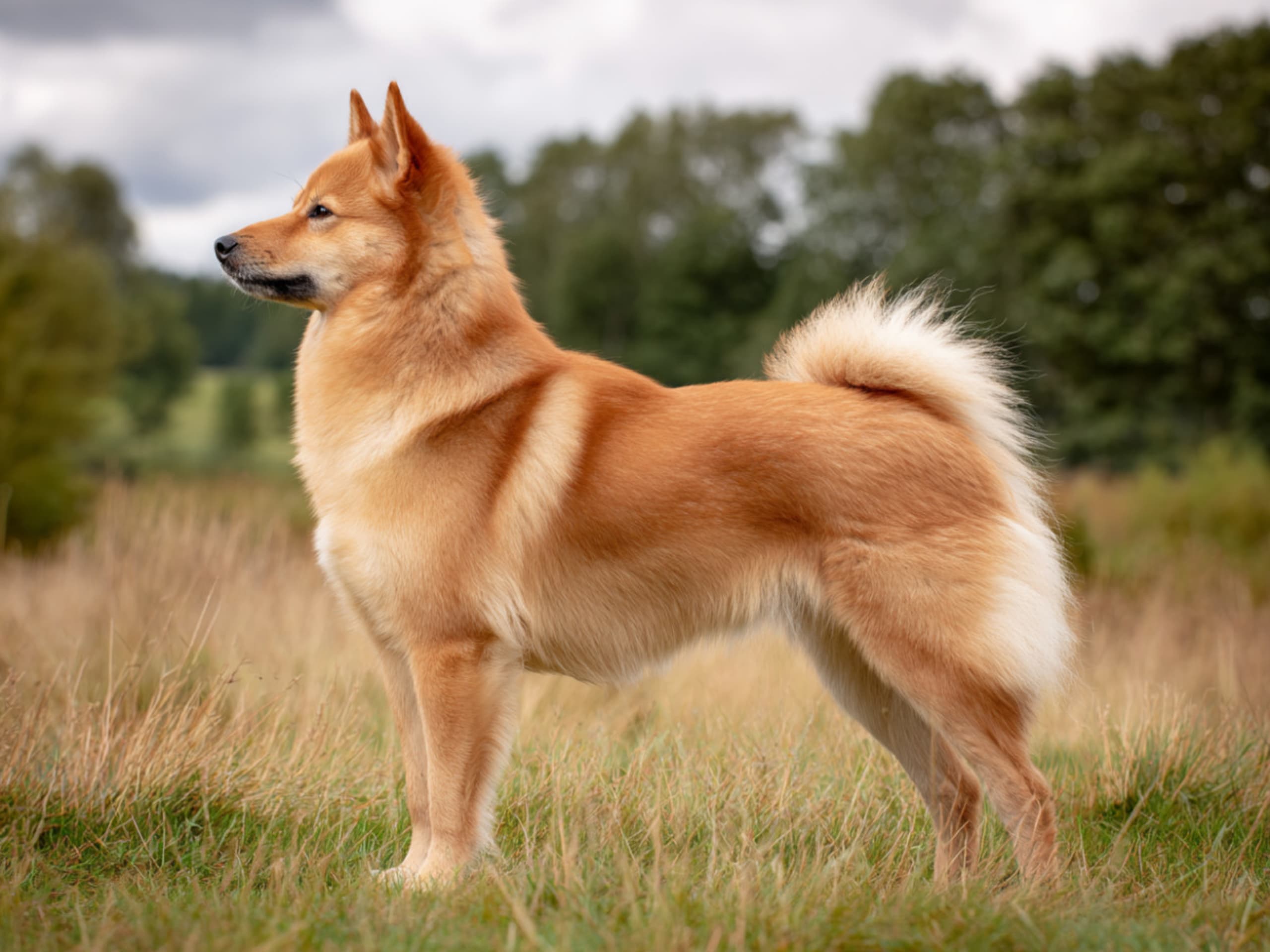 Finsk spets