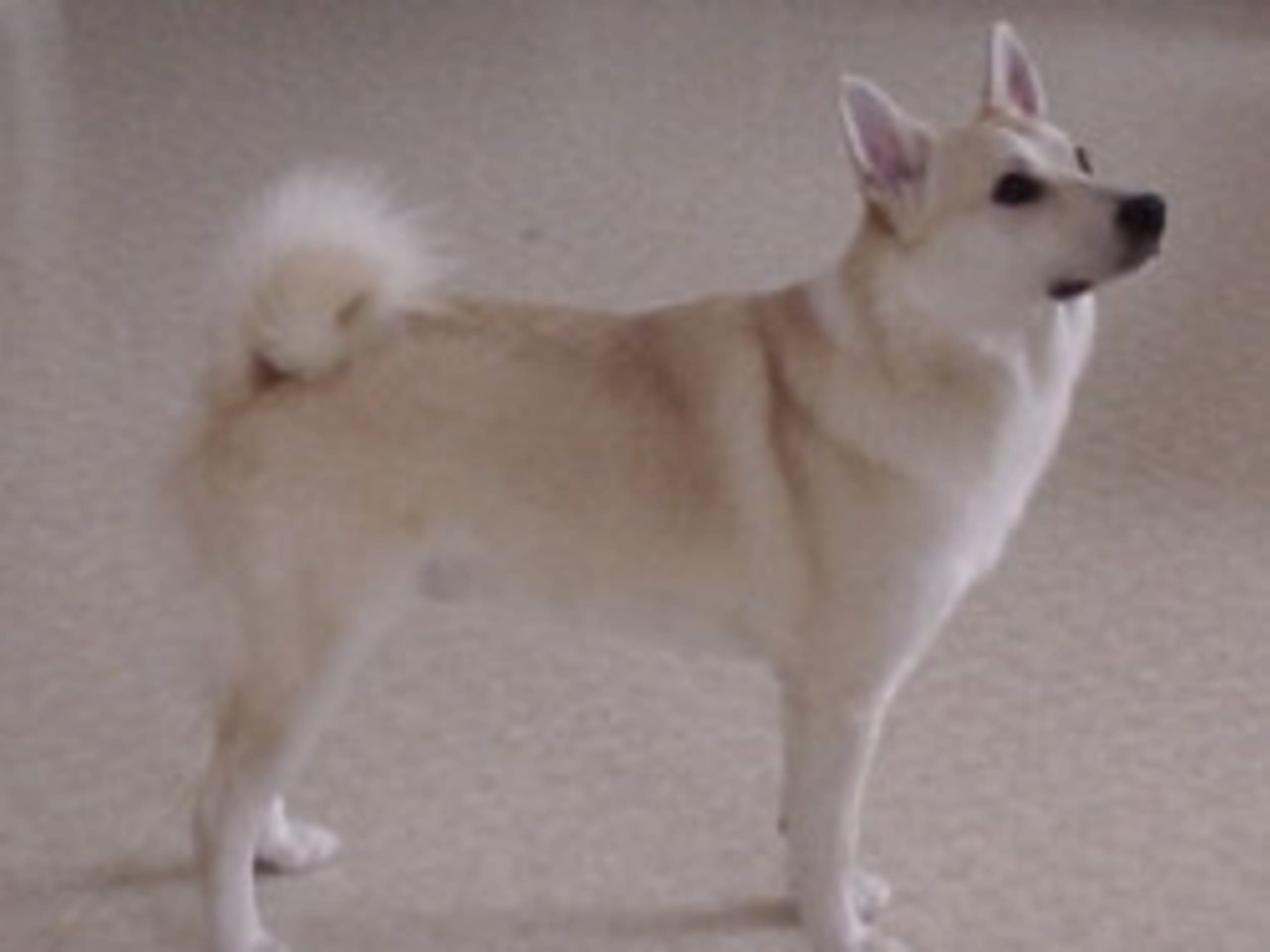 Norsk buhund