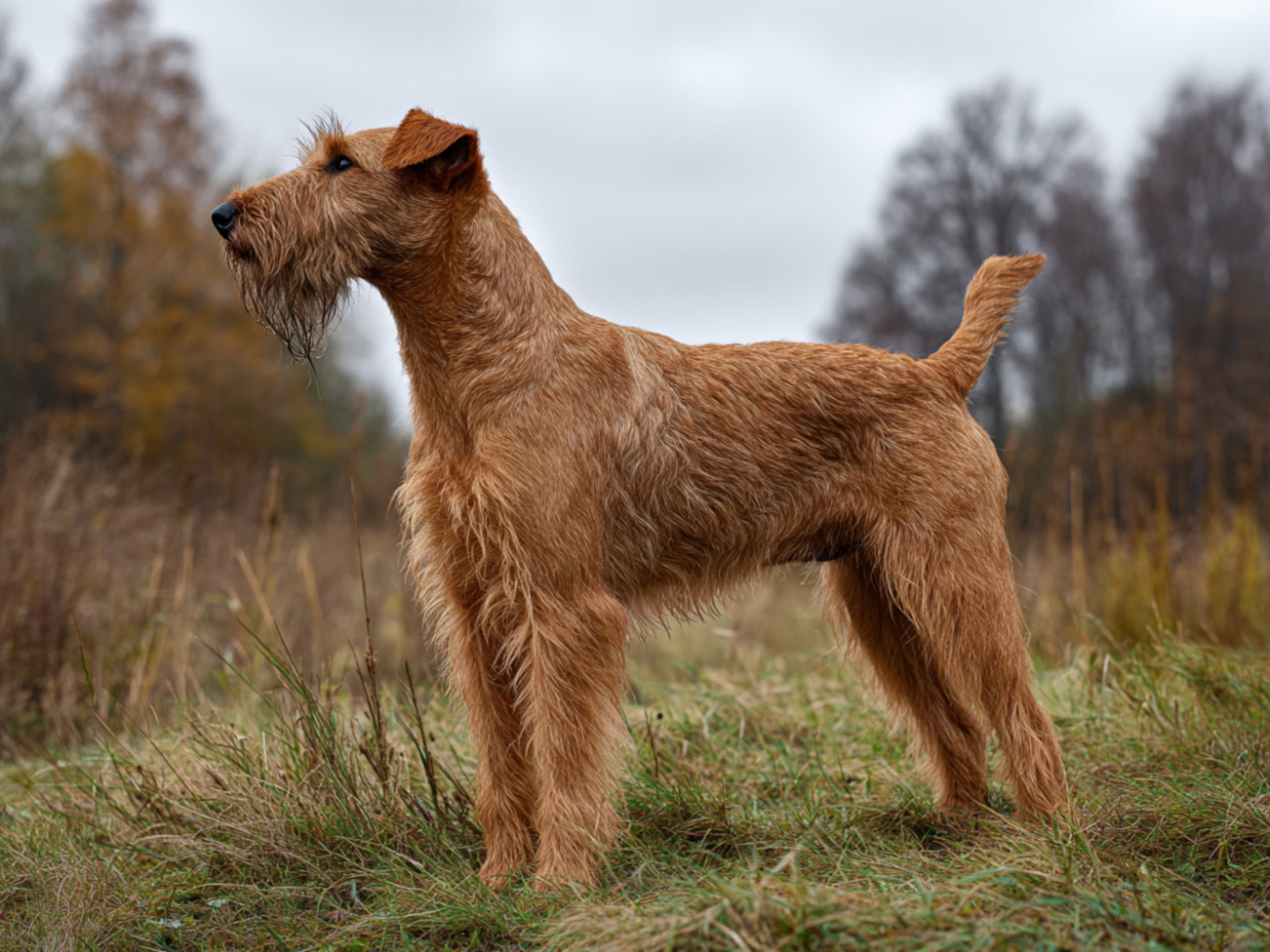 Irländsk terrier