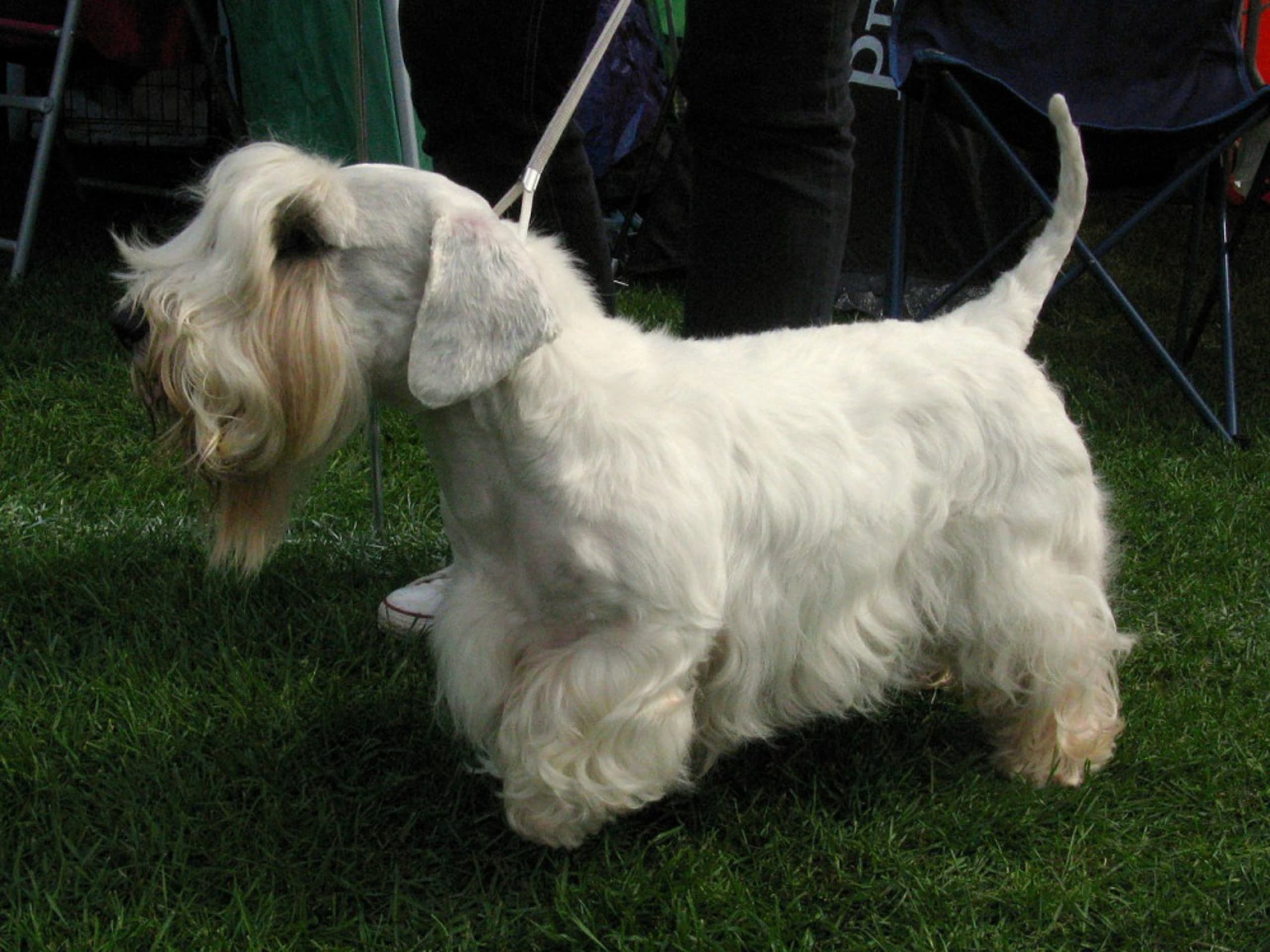 Sealyhamterrier