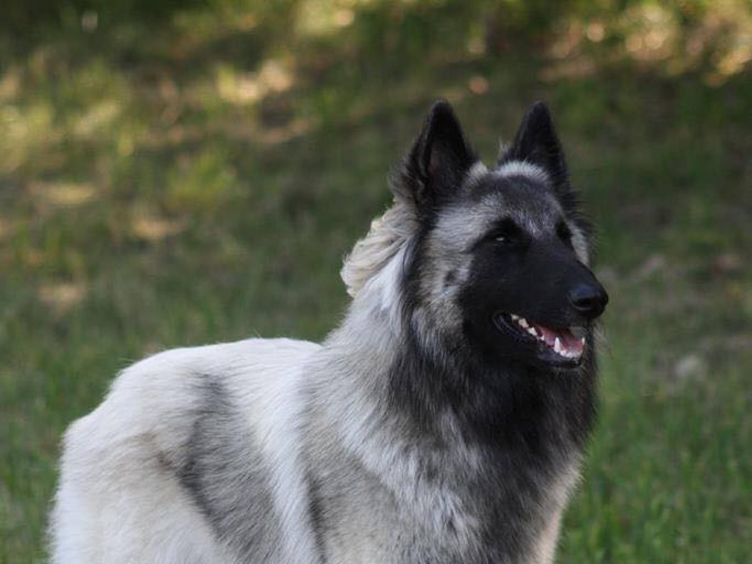 Belgisk fårehund, tervueren