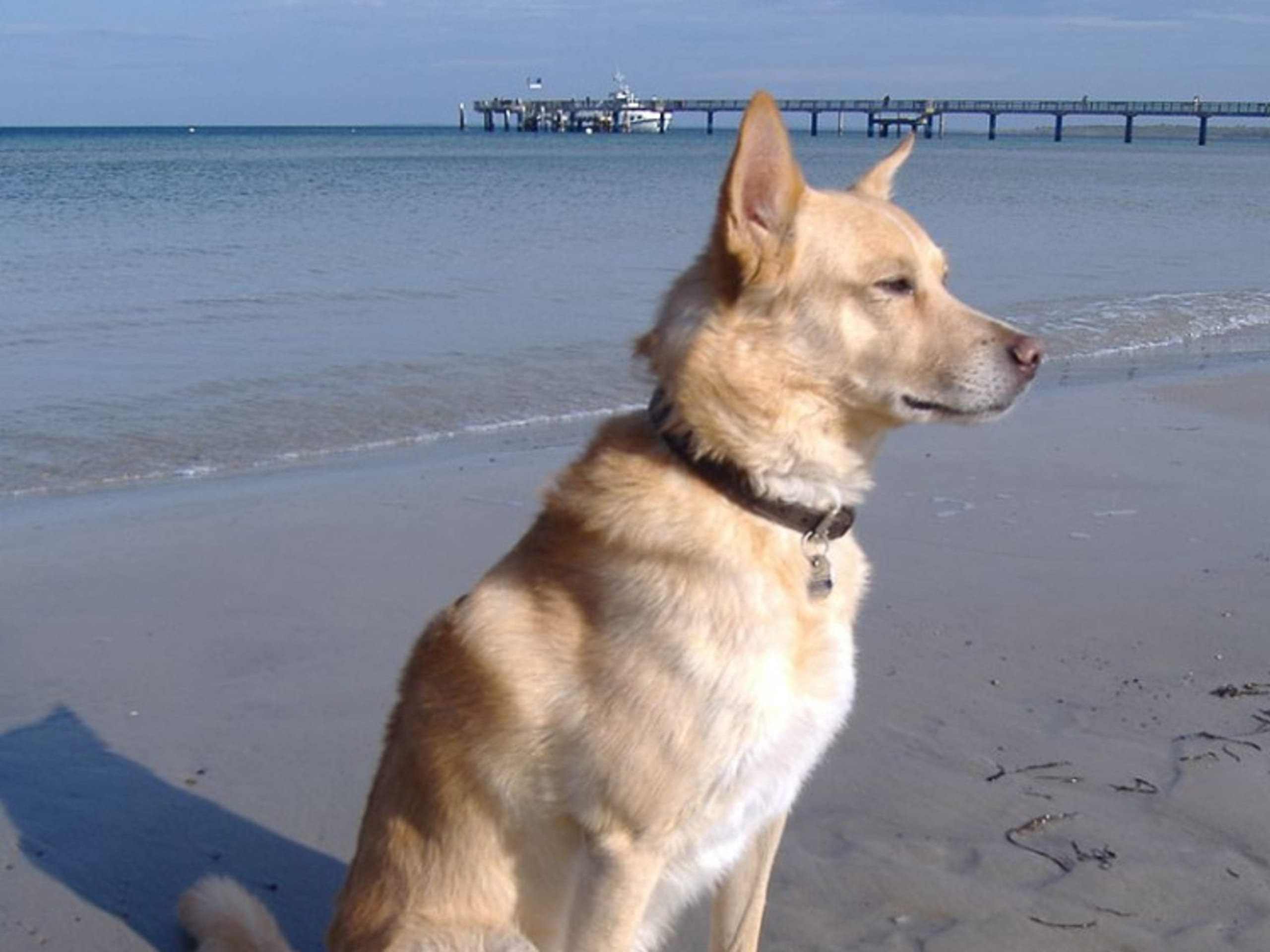 Portuguese Podengo Medio