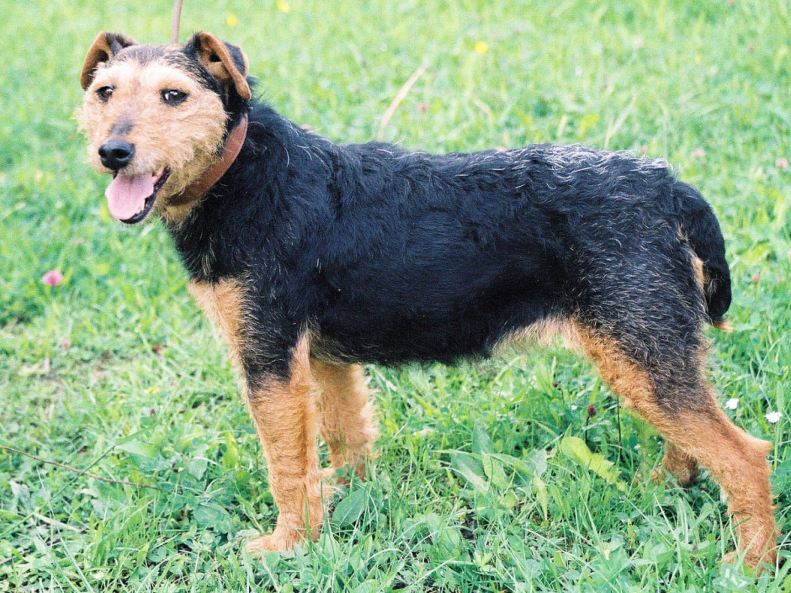 Tysk jaktterrier